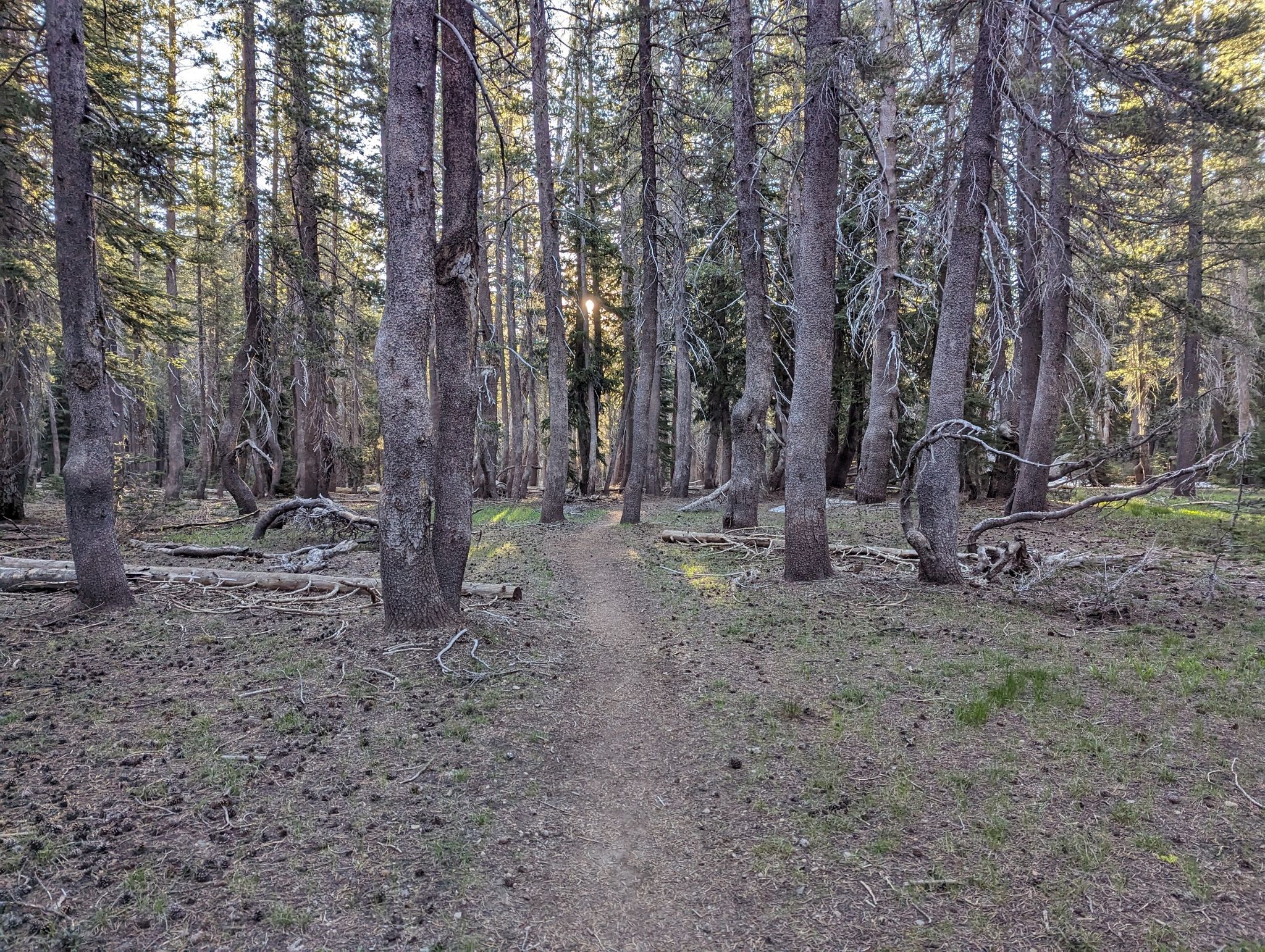 Dirt trail winding through a dense pine forest with sunlight filtering through trees. - Tahoe Rim Trail: Big Meadow to Echo Lake