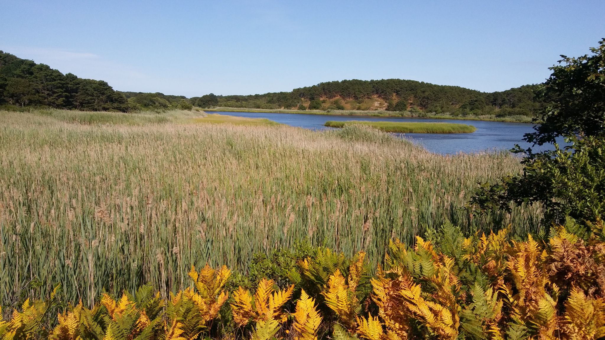 Sunny view of a calm lake surrounded by tall green and yellow reeds. - White Crest Beach – Wellfleet Center loop from The Gut