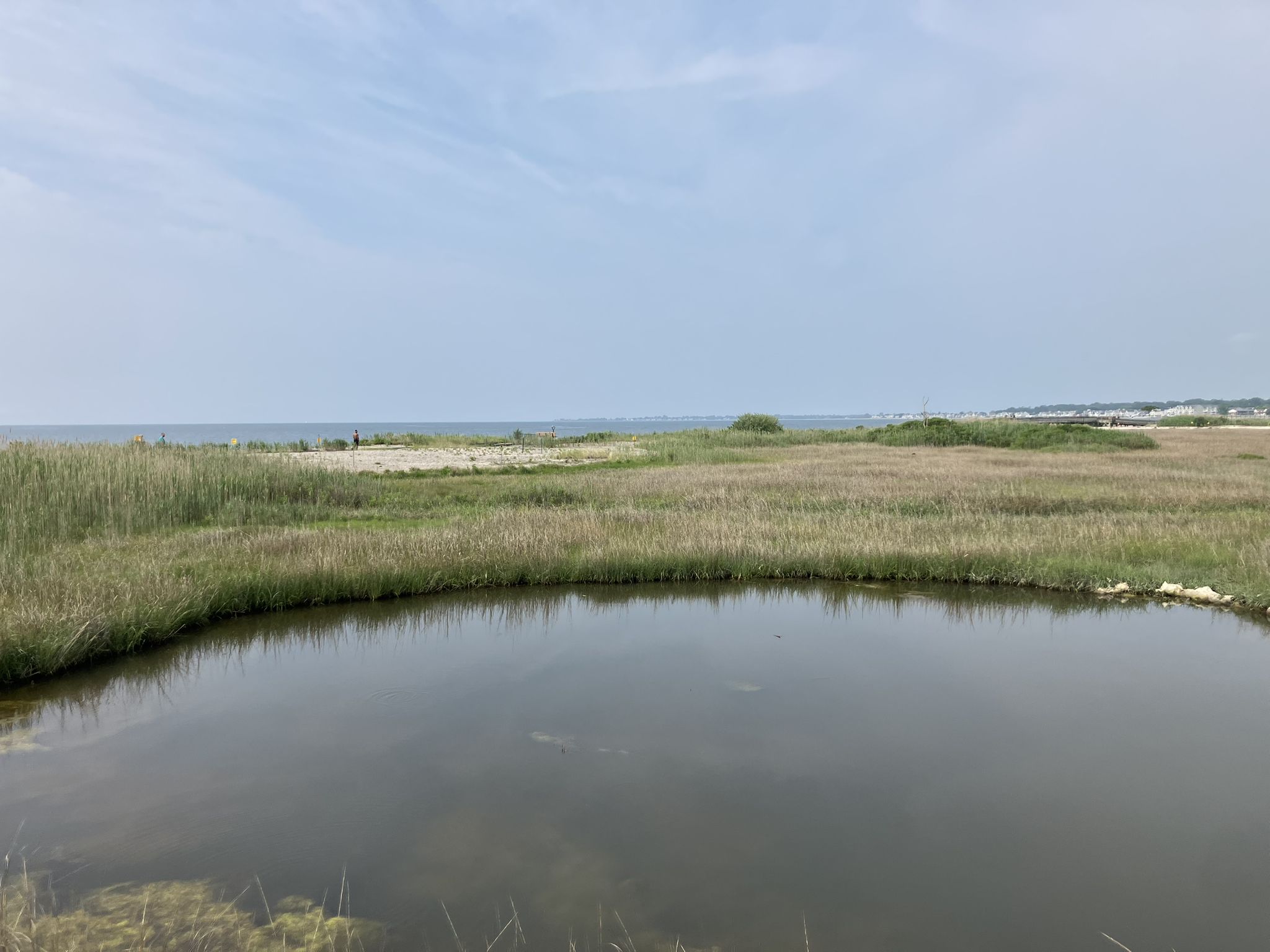 Coastal marshland with a pond, tall grass, and distant ocean. - Charles Island Trail