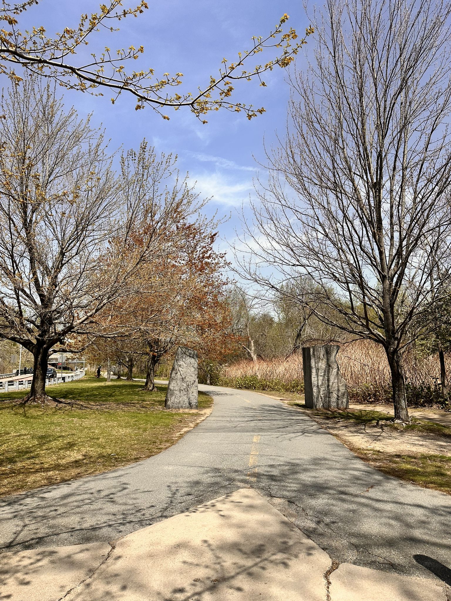 Paved path curving through a grassy area with bare trees under a blue sky. - Alewife Brook Reservation – Alewife Brook Reservation loop from Alewife Brook Reservation
