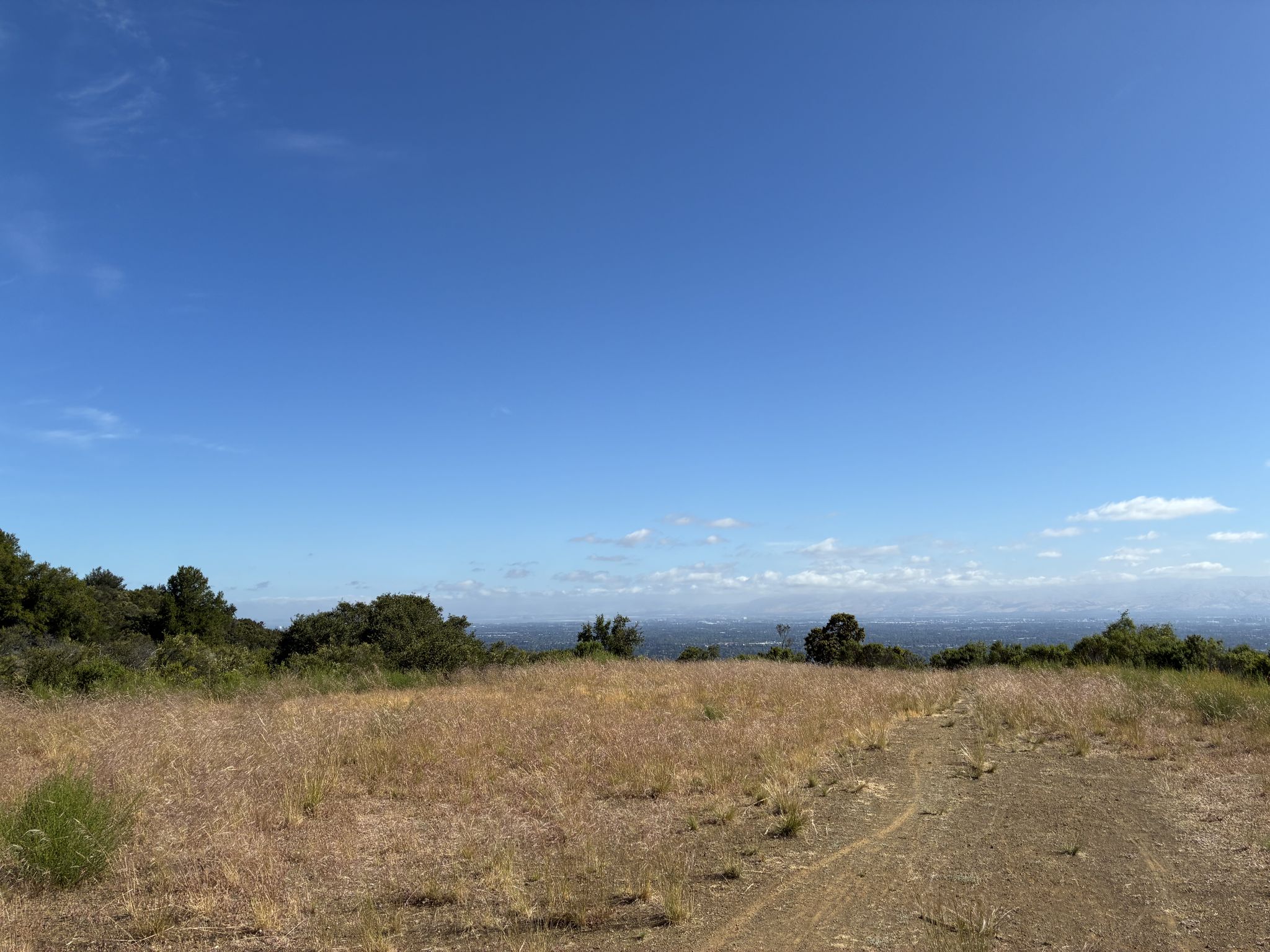 Dry grassy field with distant trees under a clear blue sky. - Overlook Trail and Saratoga-Los Gatos Road Loop