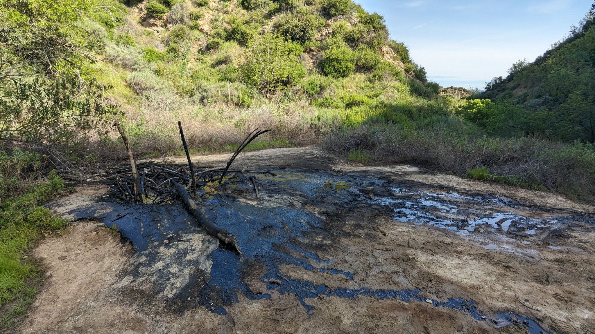 Dark, oily substance on a dirt patch in a dry, brushy canyon. - Wiley Canyon Trail