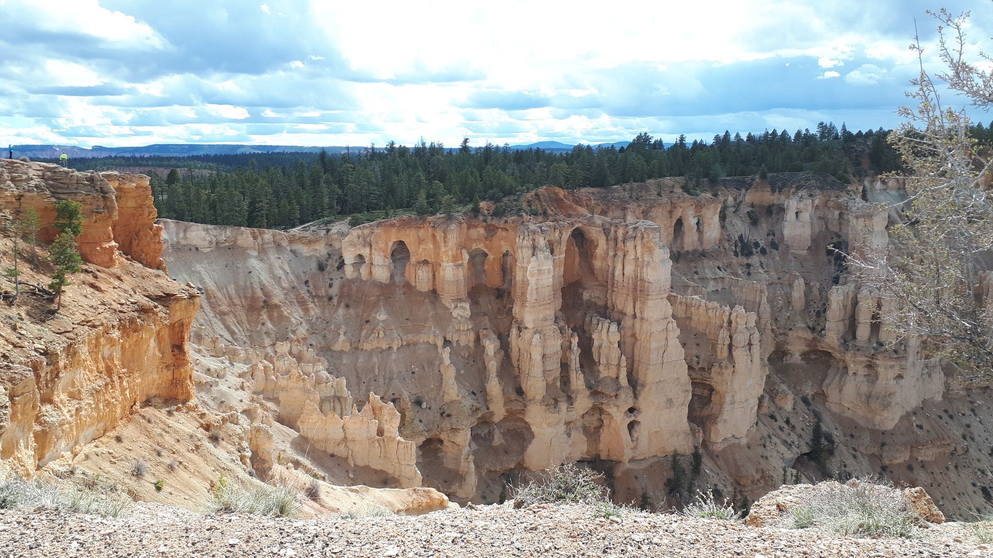 Canyon wall with multiple natural arches and caves, topped by a pine forest. - Bryce Canyon Multi-use Path – Bryce Point loop from Bryce Canyon City