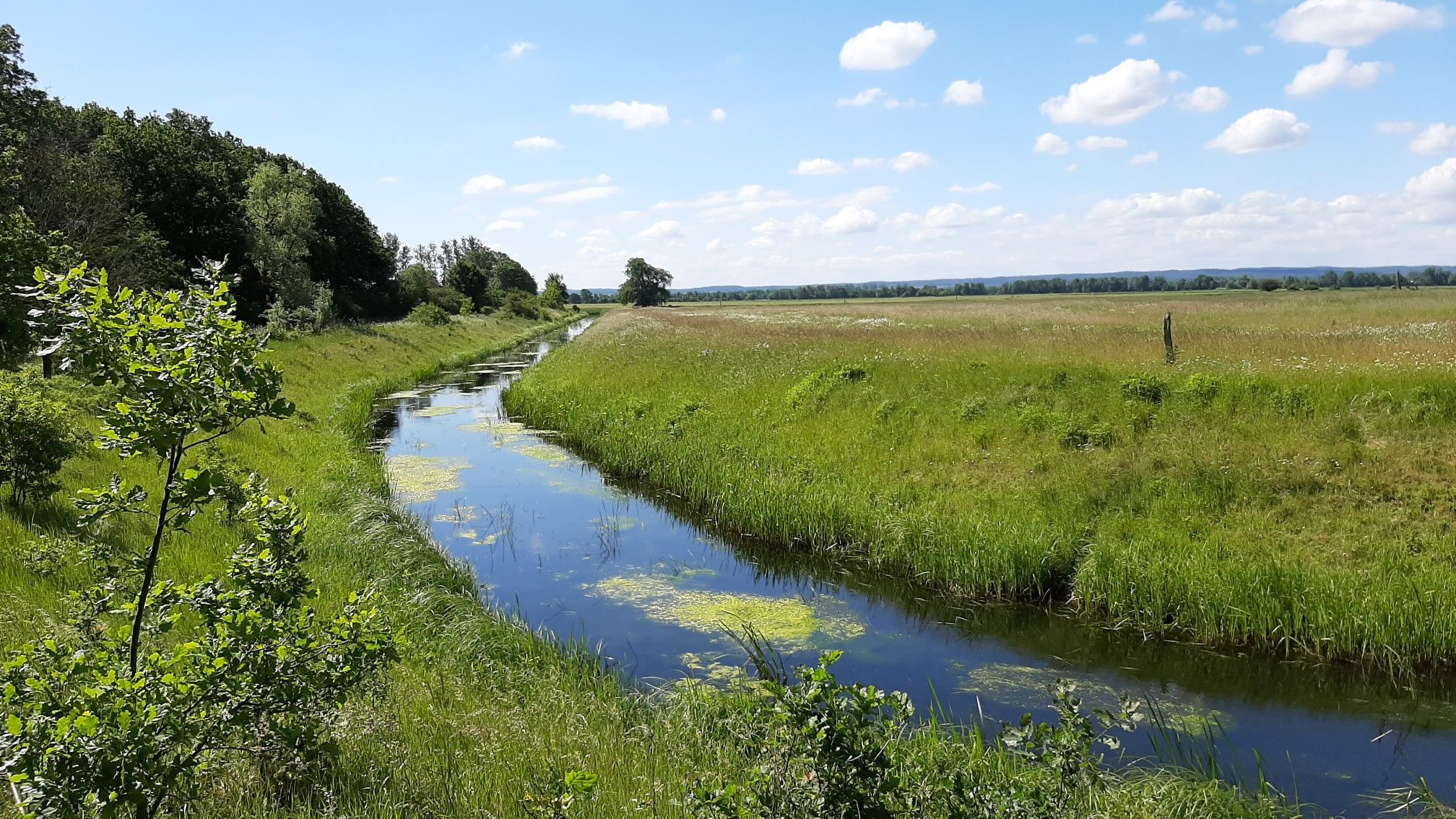 Friedländer Wiese
