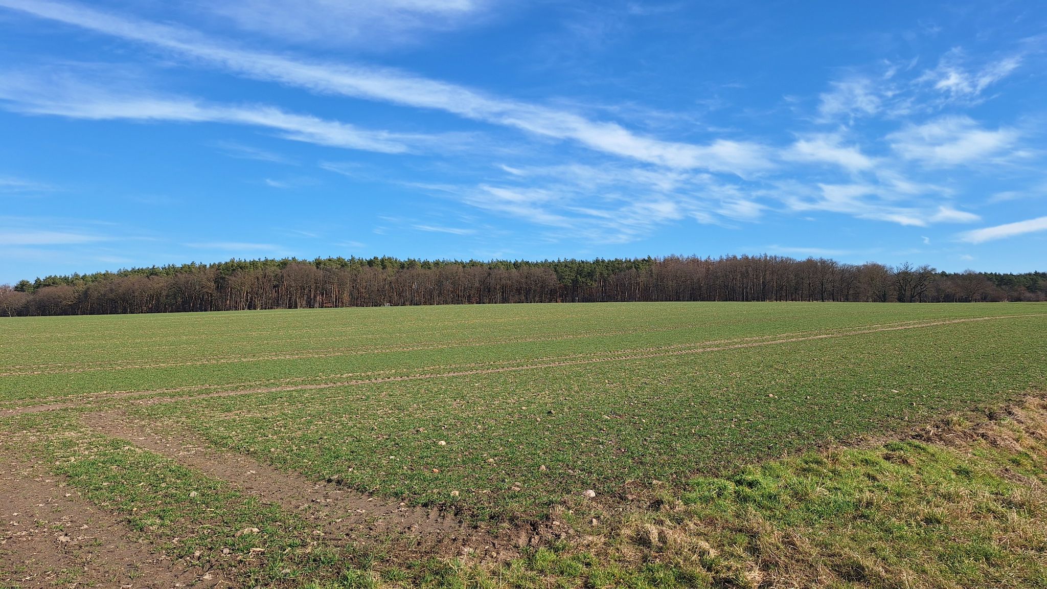 Ein Wäldchen in der Hohen Börde