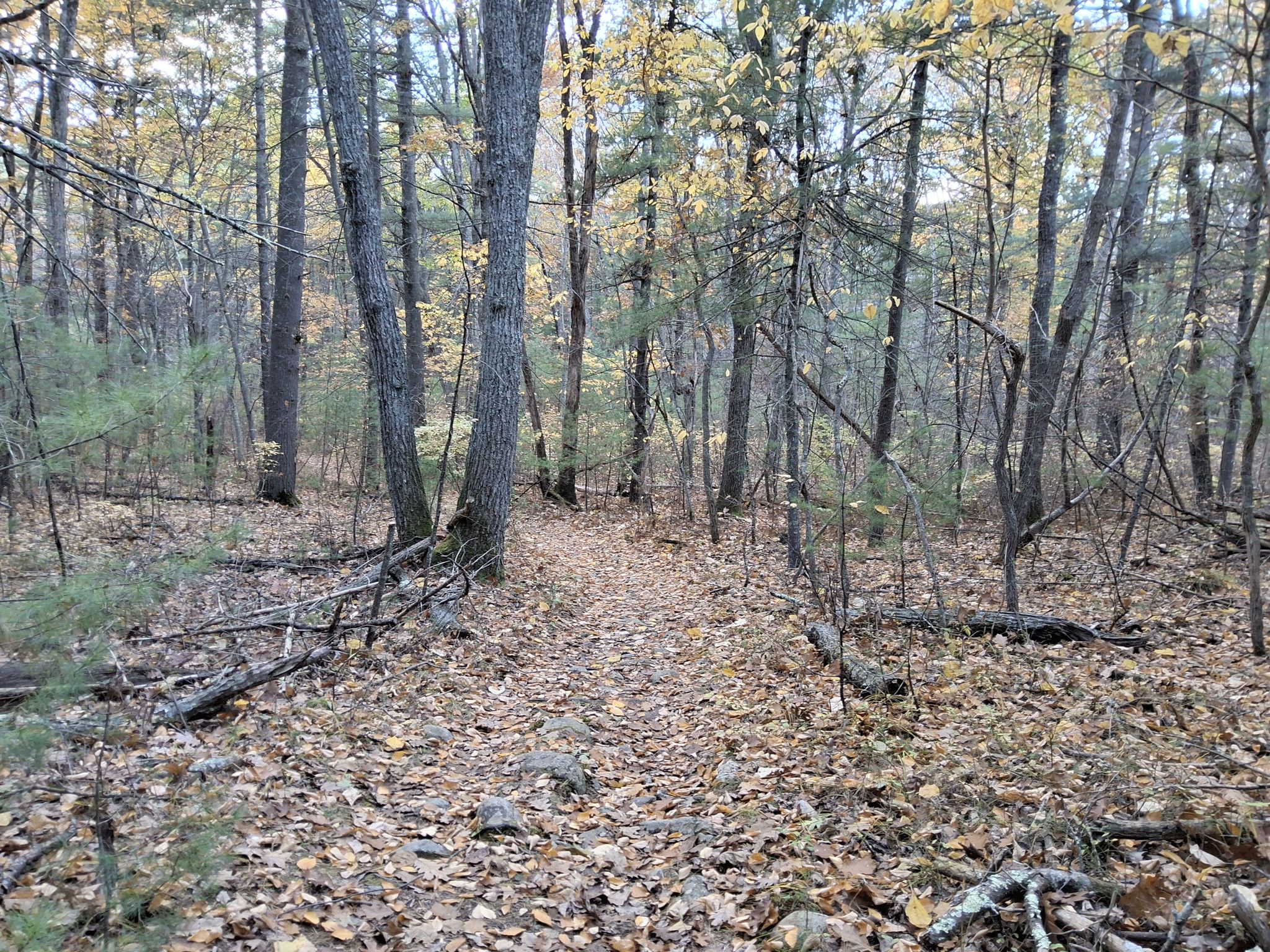 A narrow, leaf-covered dirt path winds through a muted autumn forest. - Vernal Loop, Marsh, and Pepperbrush Trail