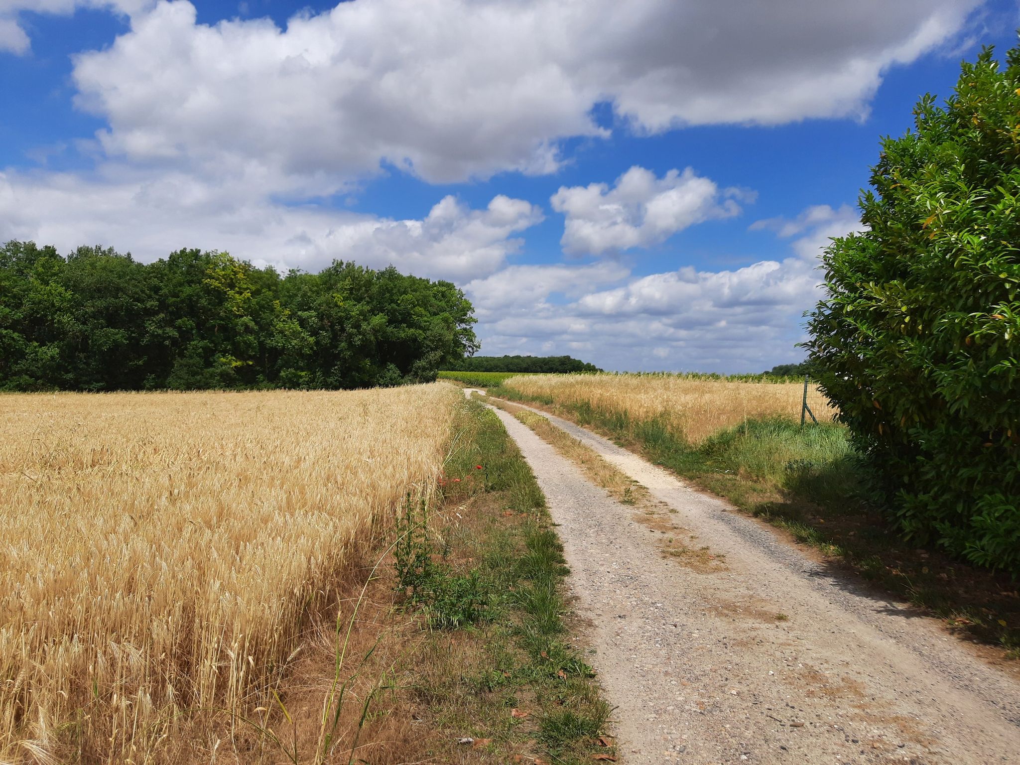 Champigny