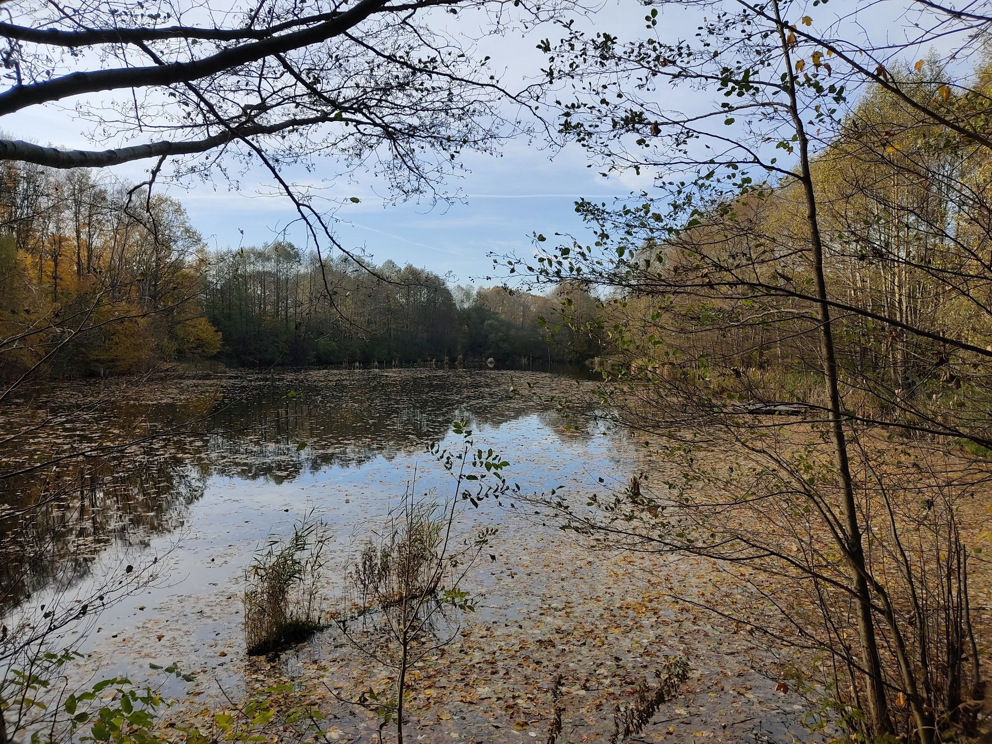 Fischteich