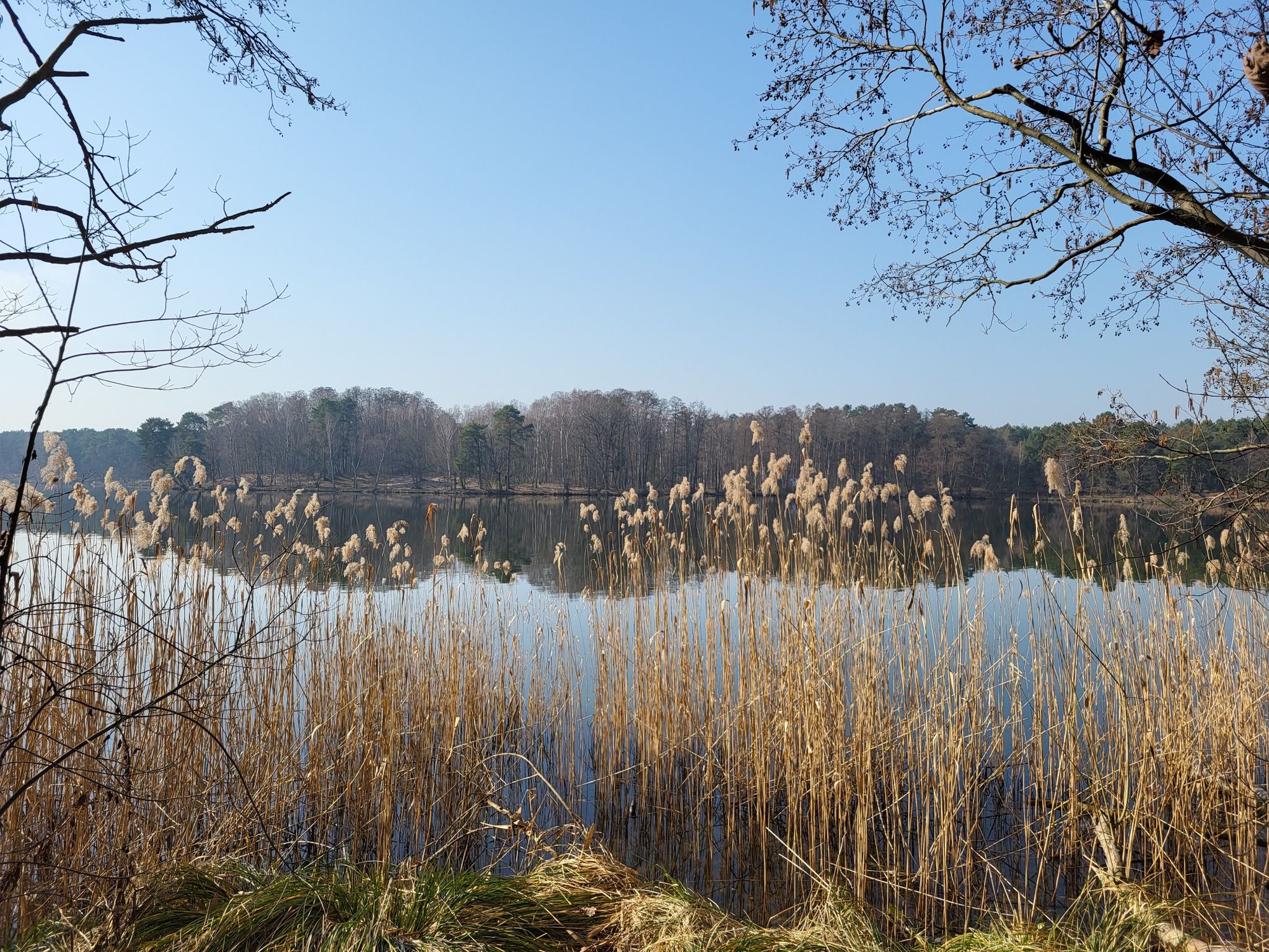 Blick durchs Schilf