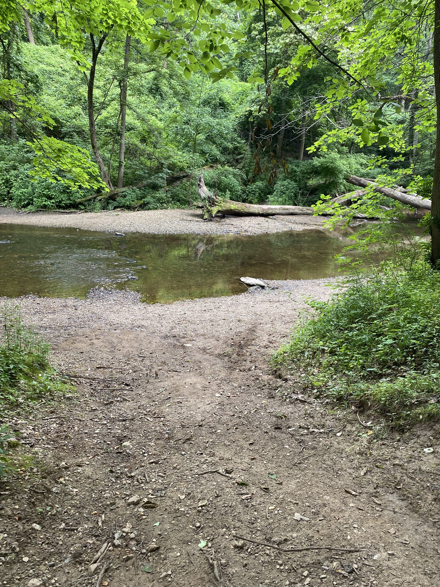 A wide stream with a sandy bank, surrounded by lush green forest. - Creek Road Trail – Pennypack Creek Trail loop from Willow Grove