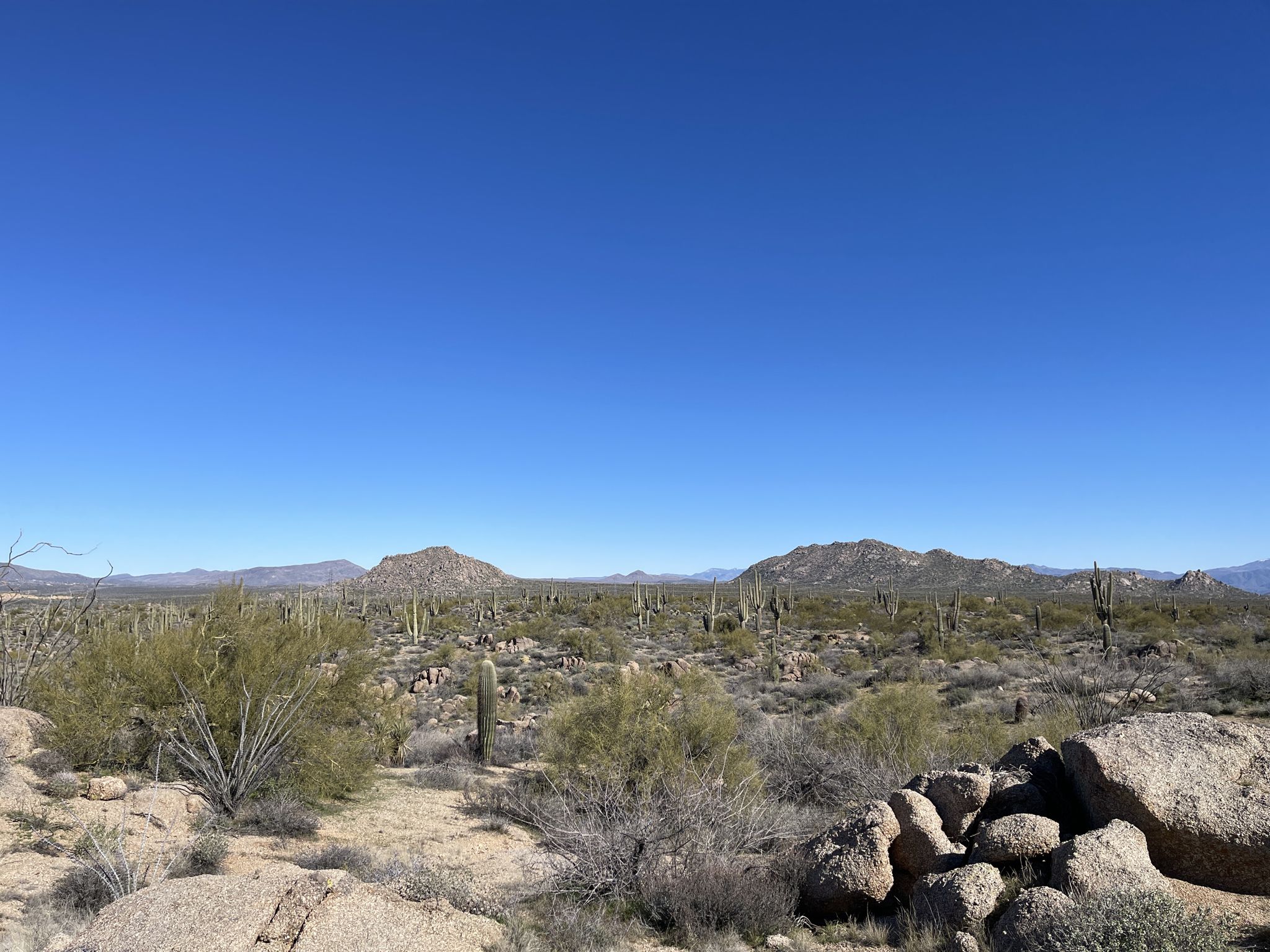 Bright desert landscape with cacti, rocks, and distant mountains under clear blue sky. - Latigo Trail