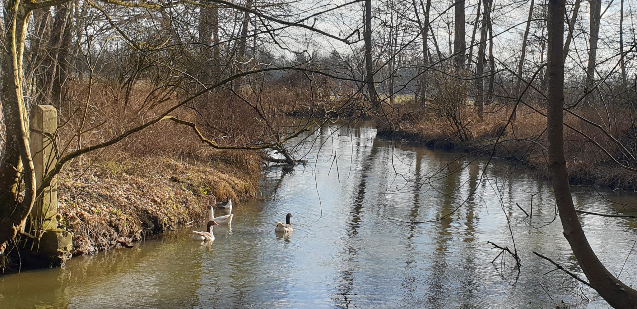 Hausgänse schwimmen frei im Schmutterkanal.