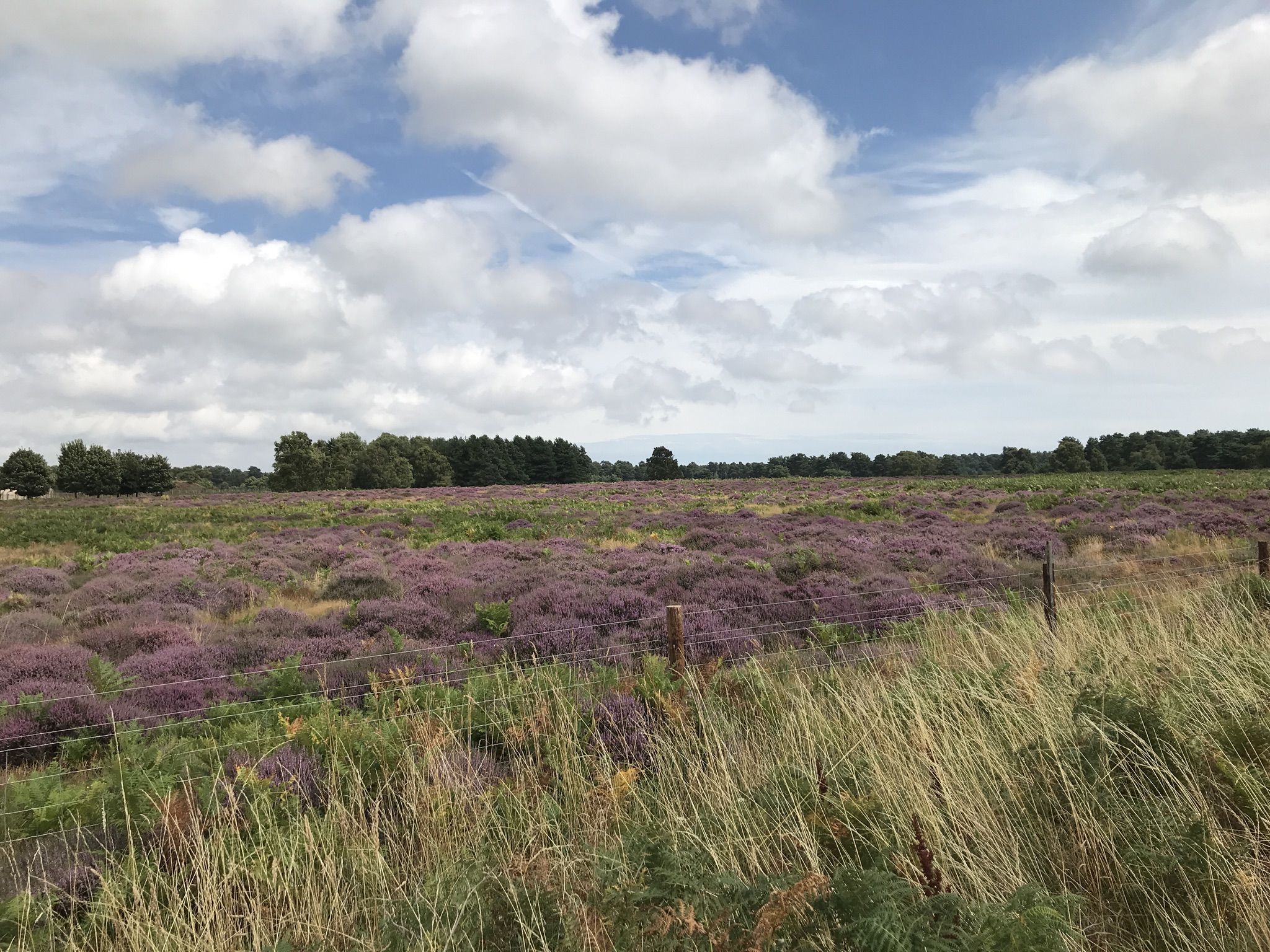 Purple heath land