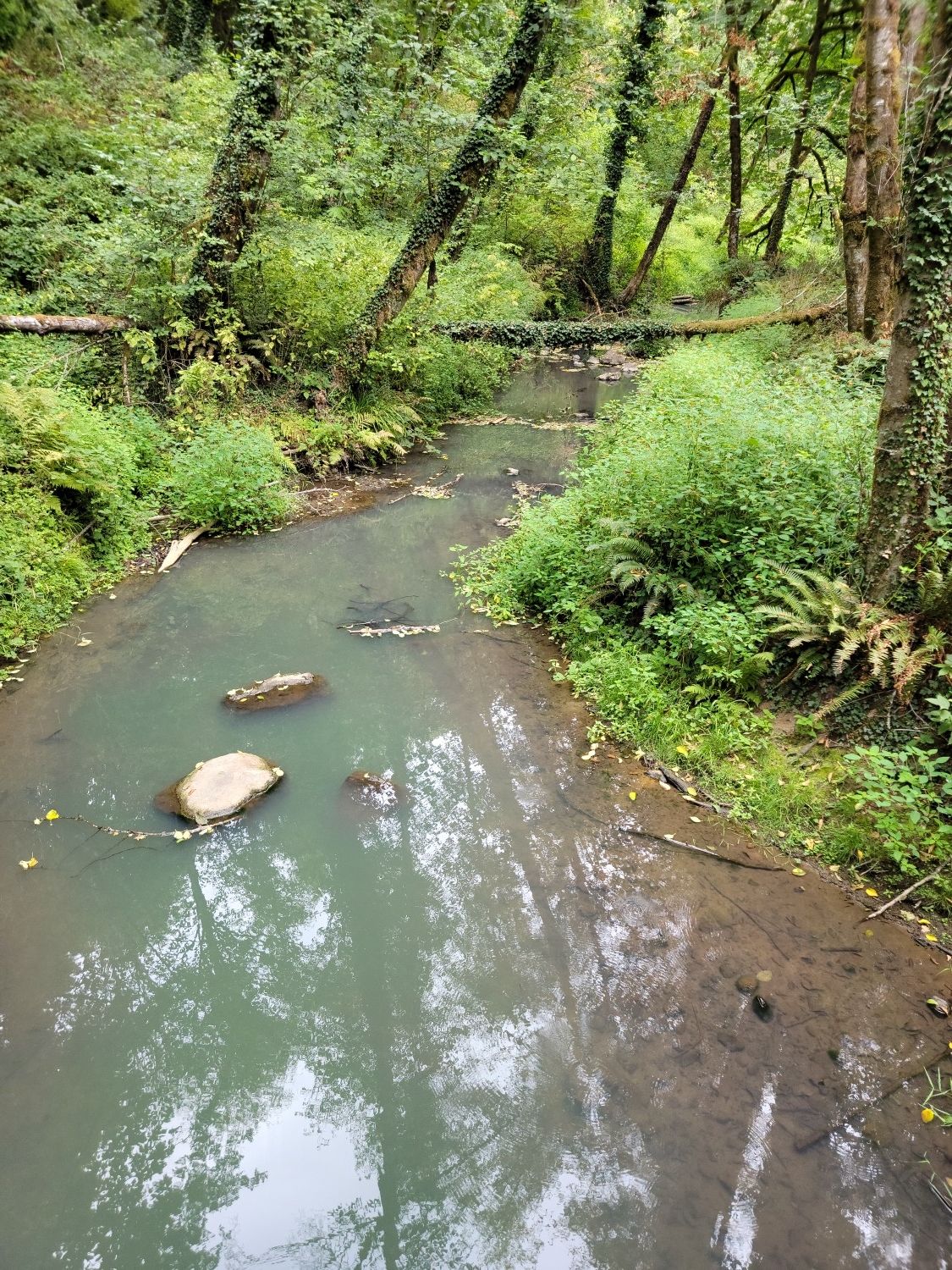 A wide stream with reflections flows through a green forest with mossy trees. - Tryon Creek Loop via Terwilliger Trail