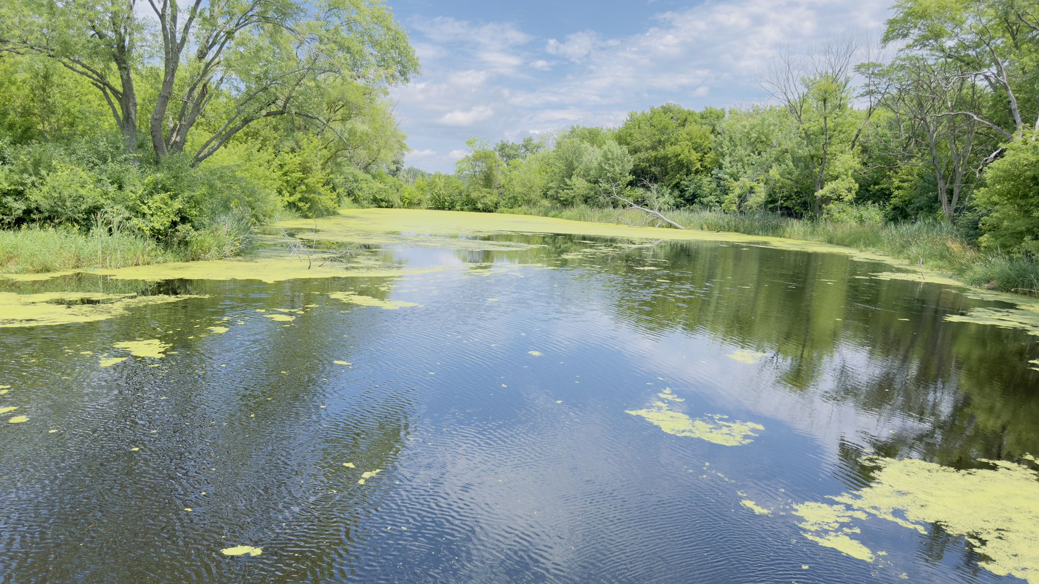 Calm water with green algae, surrounded by lush trees under a bright sky. - Running loop from Lakewood Forest Preserve