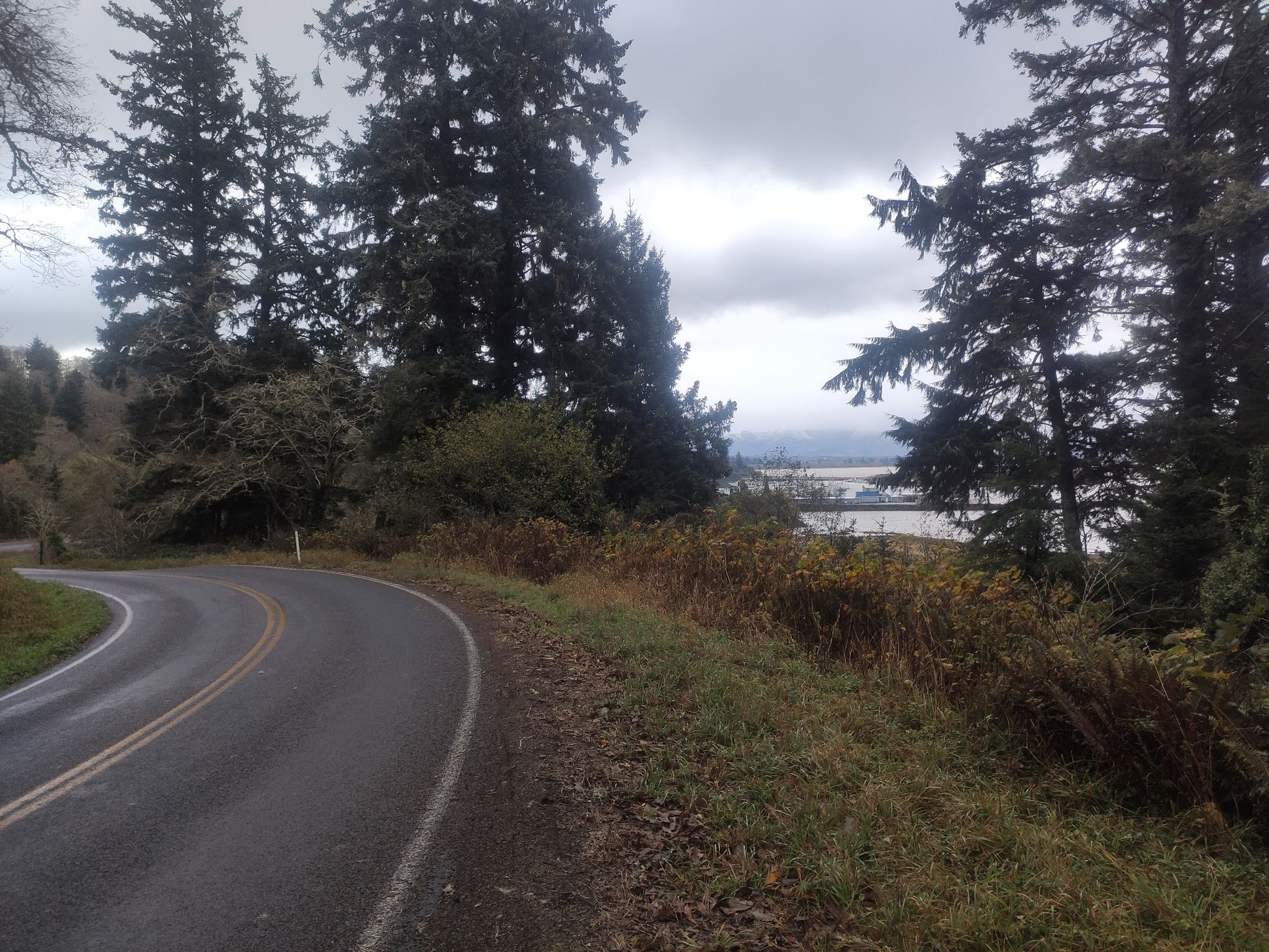 Curved paved road next to tall evergreen trees under an overcast sky. - Discovery Trail Loop