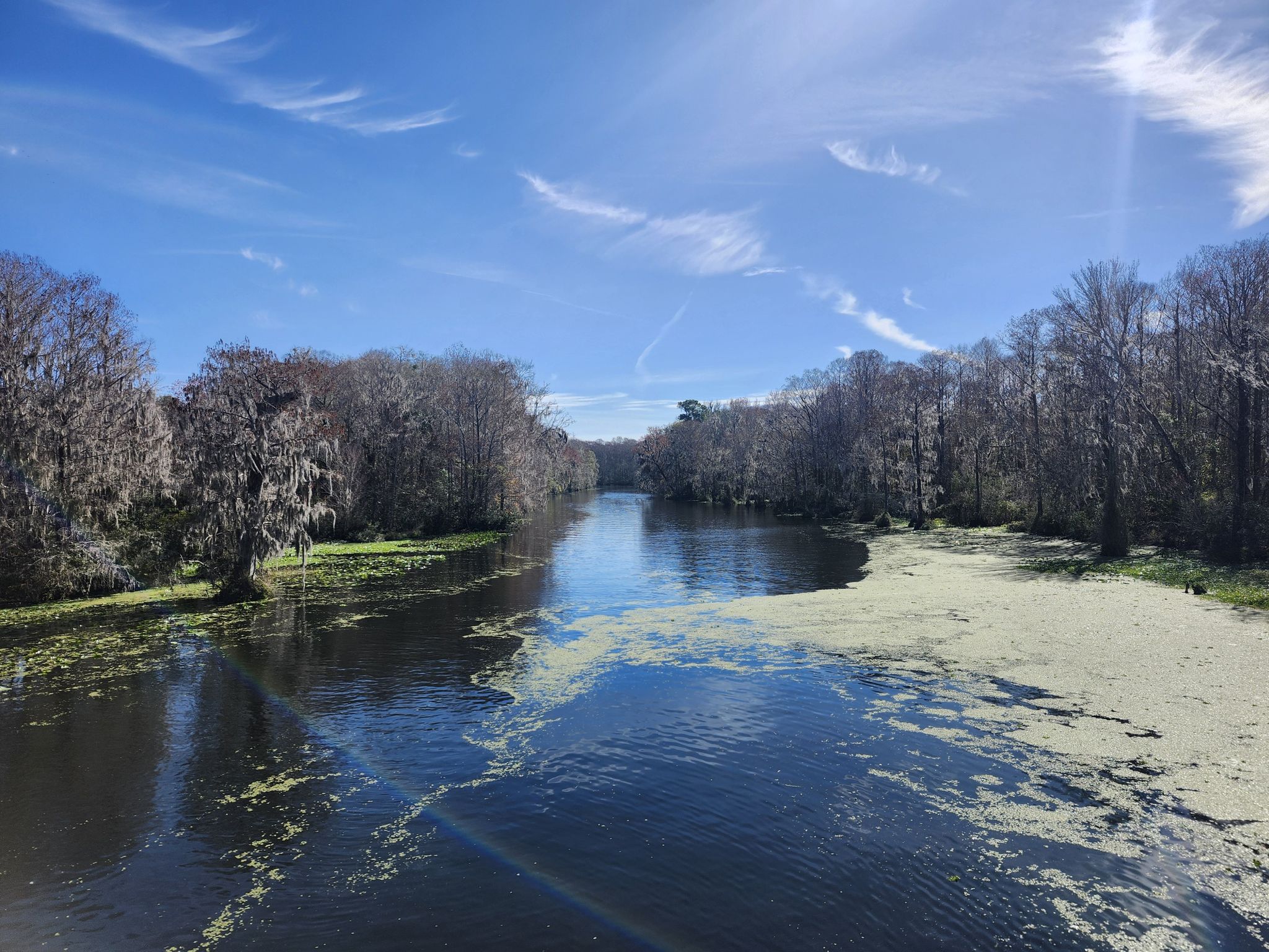 Sunny river lined with trees, some bare, with green algae on water. - Withlacoochee State Trail