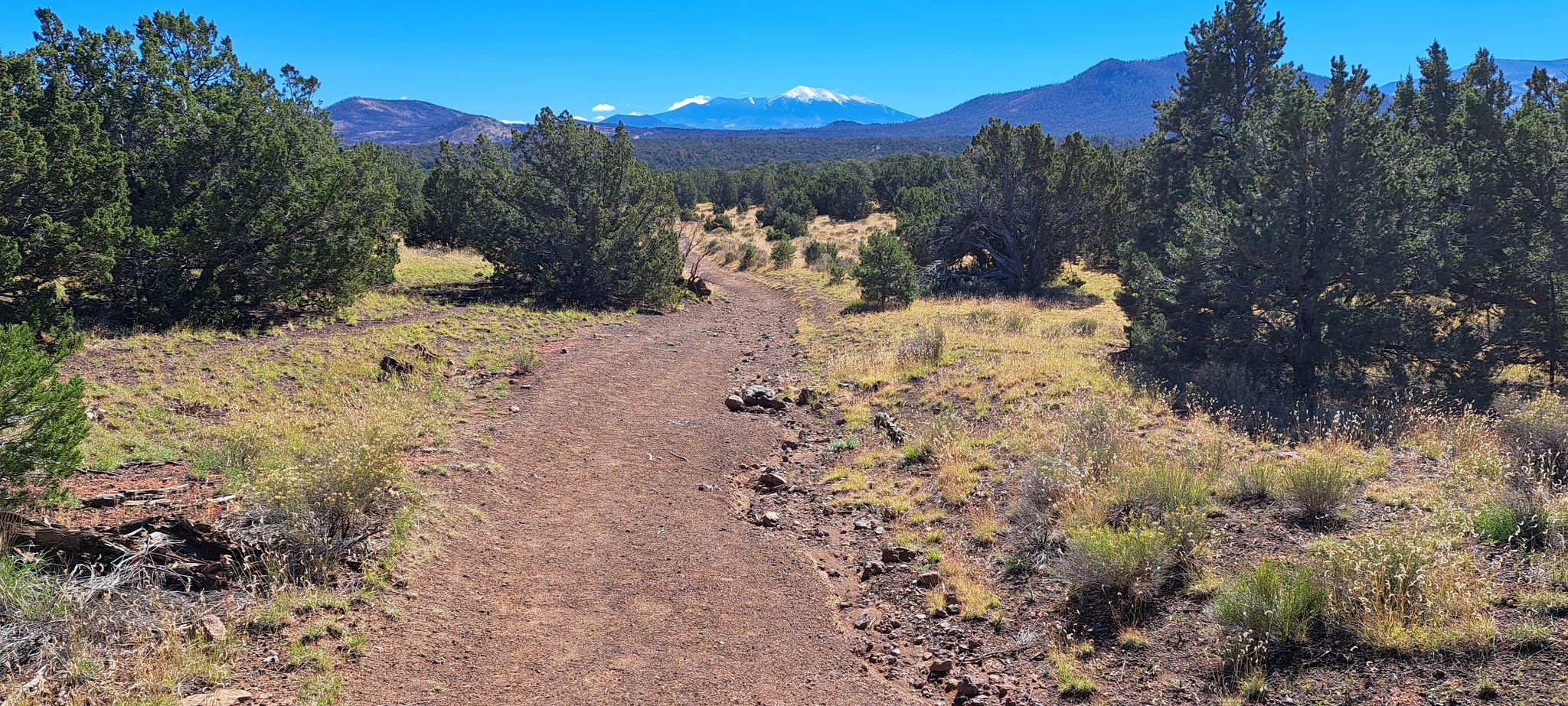 Dirt trail through sparse trees towards distant snow-capped mountains. - Red Mountain Trail #159