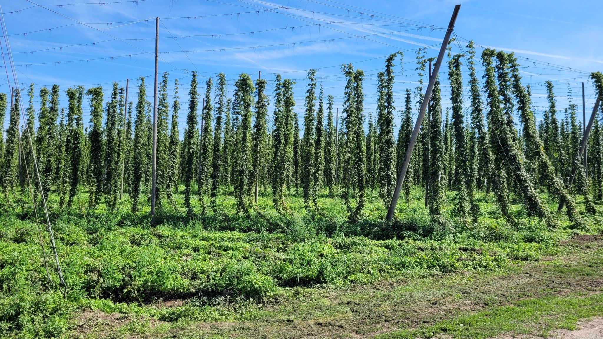 Hopfen haben wir, nur Malz verloren