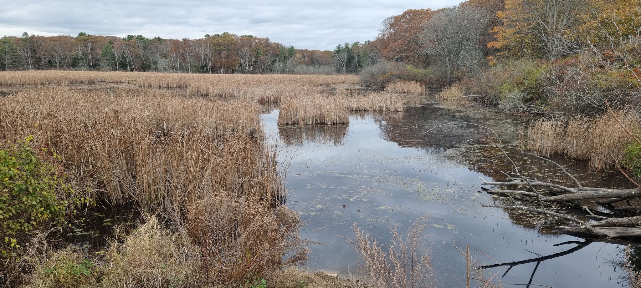 Overcast view of a wetland with tall brown reeds and dark water. - Fort Foster Loop Trail
