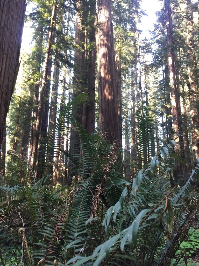 Lush green ferns in the foreground, with tall trees in bright sunlight. - Giant Redwood Tree loop from Hiouchi