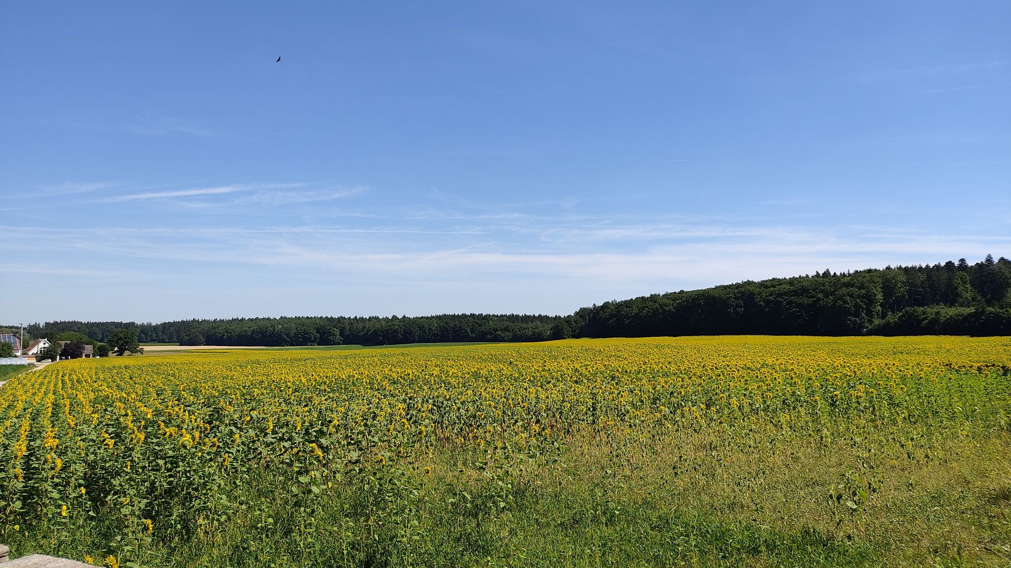 die Sonnenblumenfelder von Brandenburg. Aber wo schauen sie denn hin?