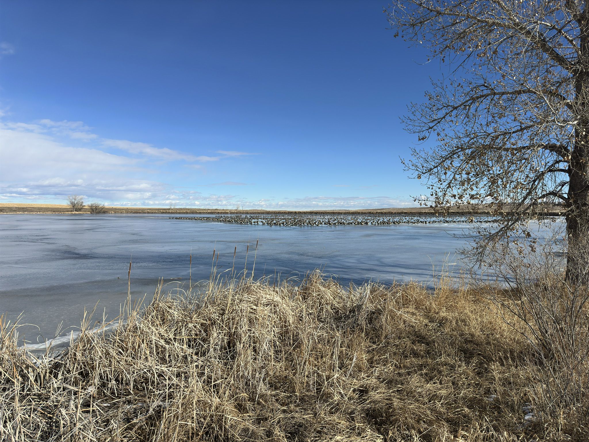 A partially frozen lake with many birds, dry grass, and a clear blue sky. - Aquarius Open Space – Sterns Lake loop from Broomfield High School