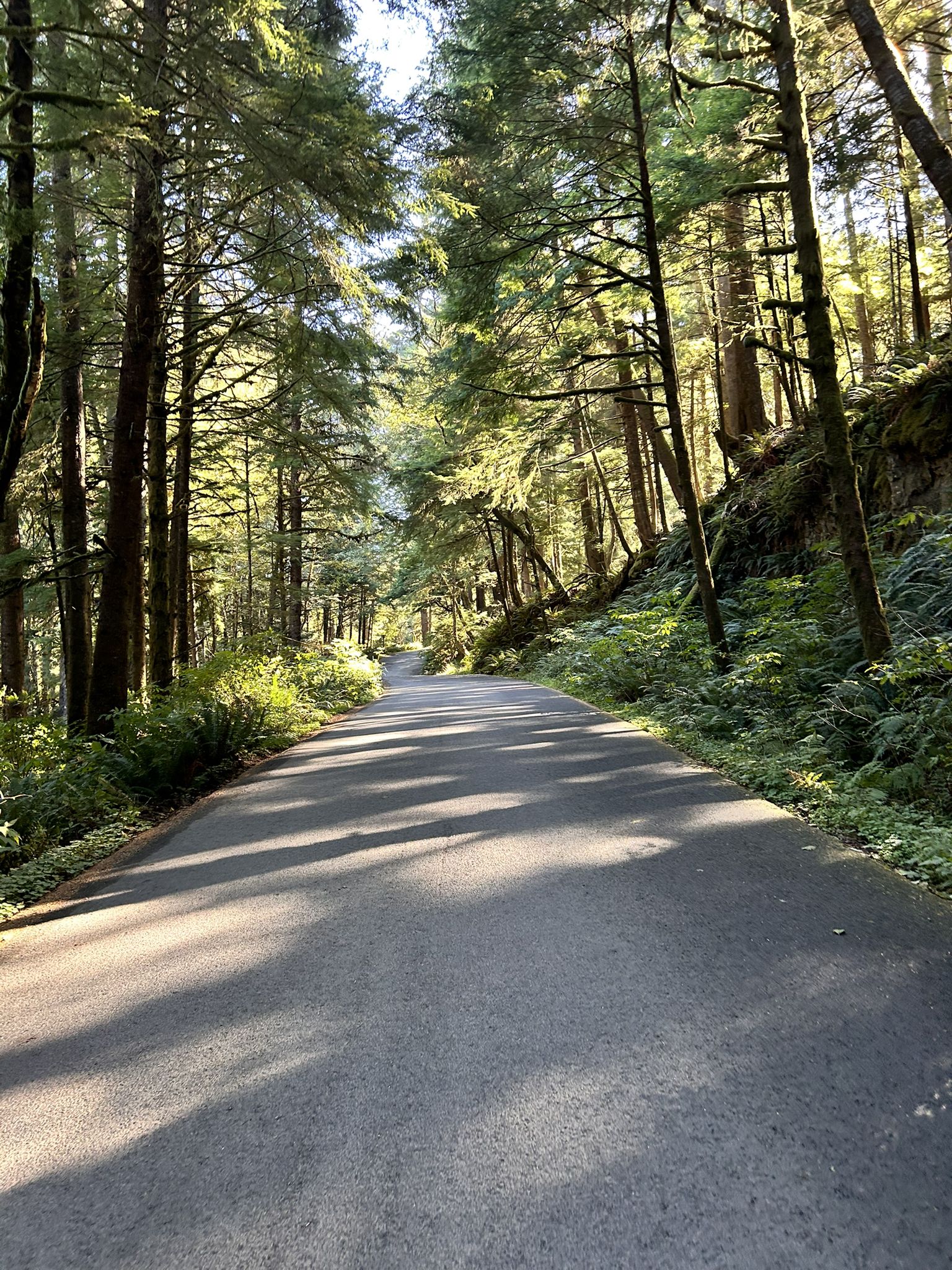 Sunlight filters through tall evergreen trees onto a winding paved forest road. - Oregon Coast Trail: Ecola State Park Loop