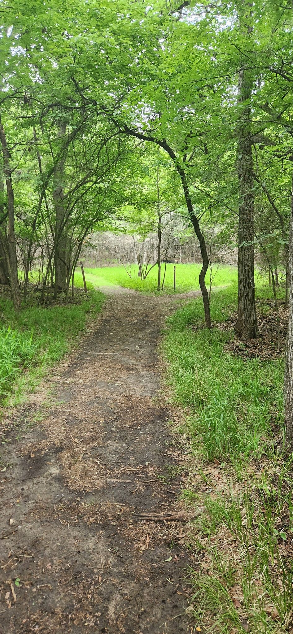 A dirt path through a green forest opens to a bright grassy field. - Crosstimbers Trail