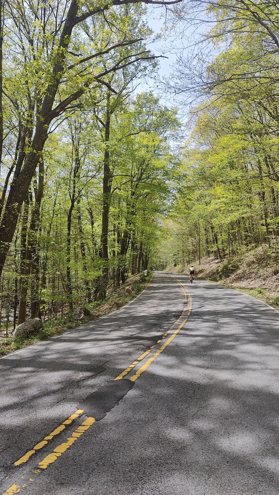 Sunny paved road winding through a tall green forest with a distant person. - Lake Tiorati East Side – Lake Tiorati loop from Fingerboard Mountain