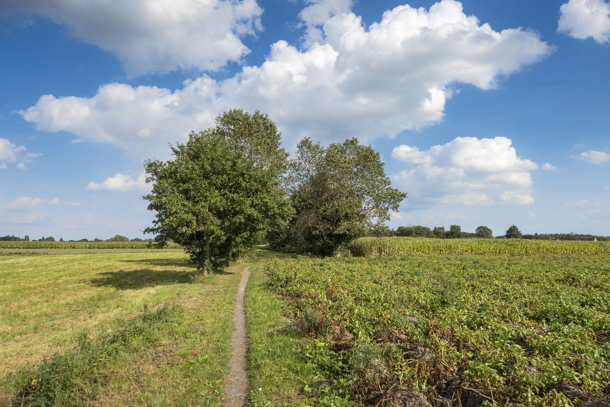Tussen de velden op de Ruddervoordewegel
