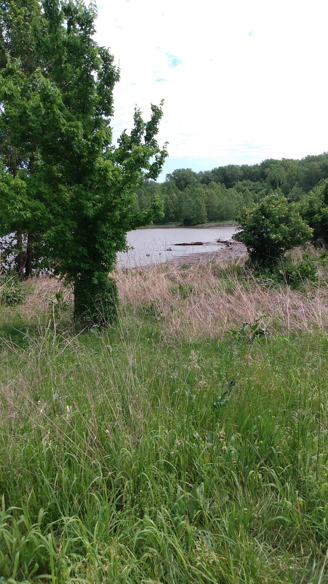 Tall green grass and a tree overlooking a distant lake. - Mallard Lake – Veterans Memorial Bridge loop from Olive at Appalachian Trail
