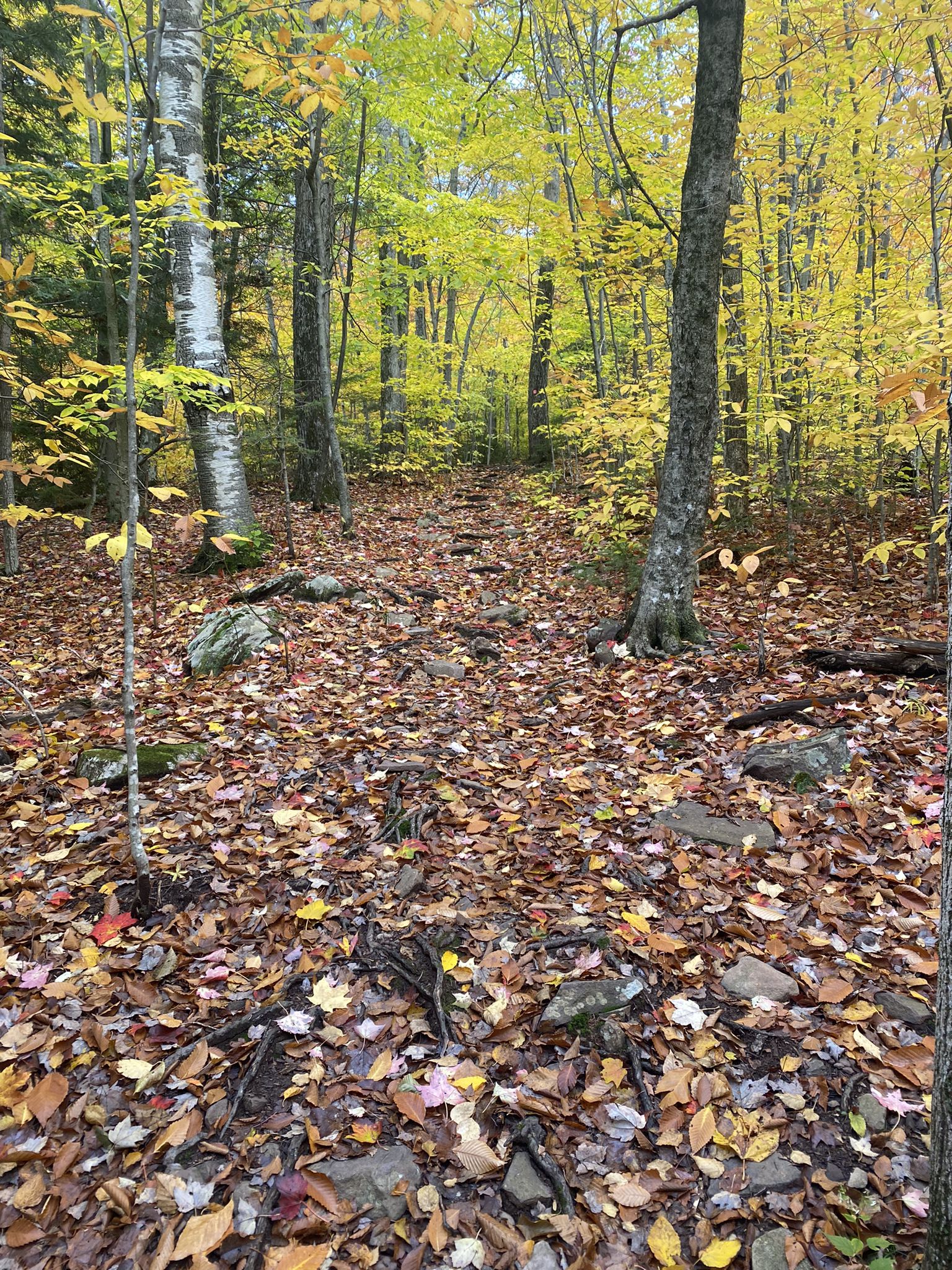 Forest path covered in colorful autumn leaves, surrounded by yellow trees. - Black Dome Range Trail