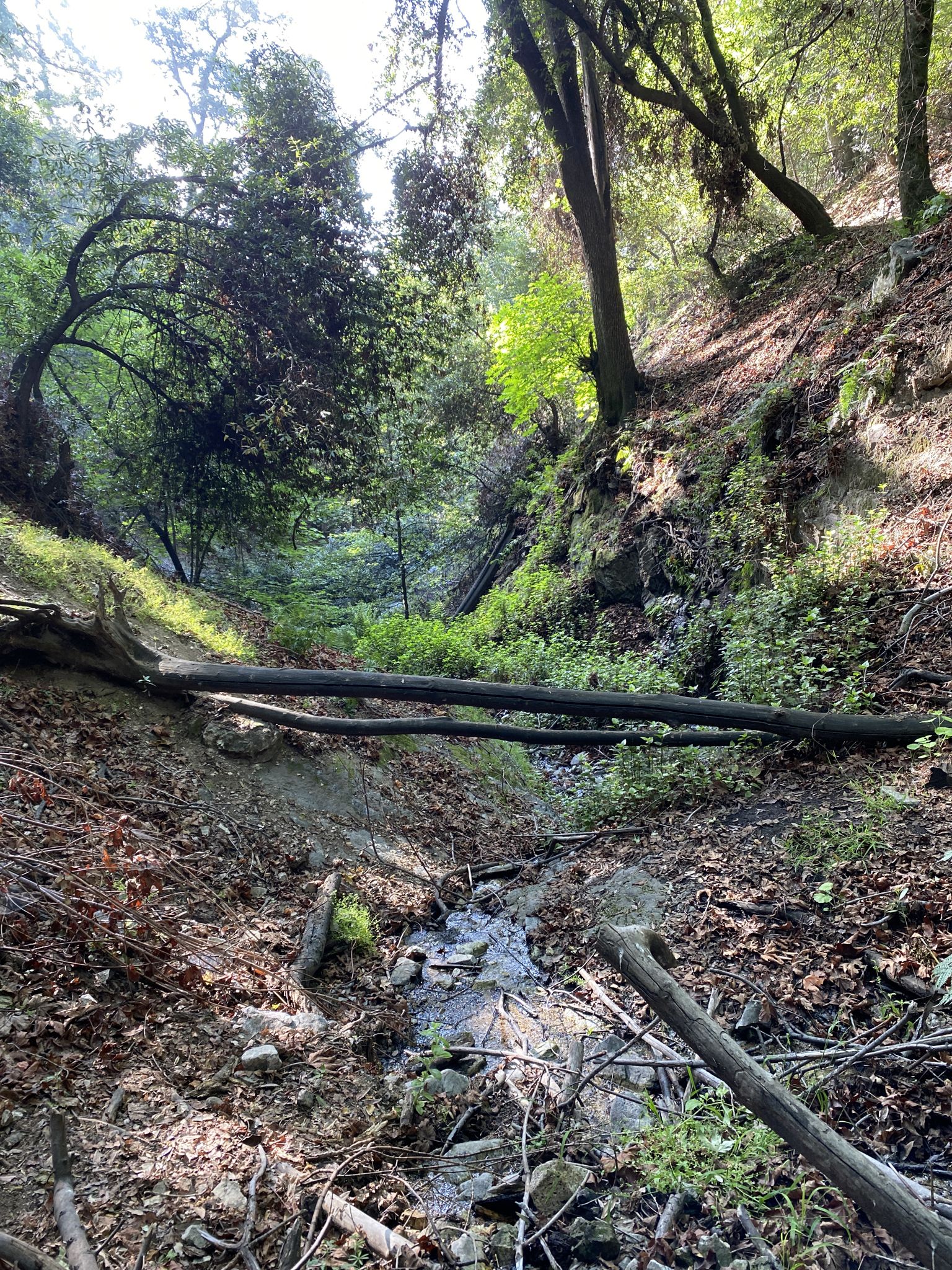 Forest stream with fallen logs and lush green undergrowth. - Mount Wilson Trail – Mt. Wilson Trail loop from Sierra Madre
