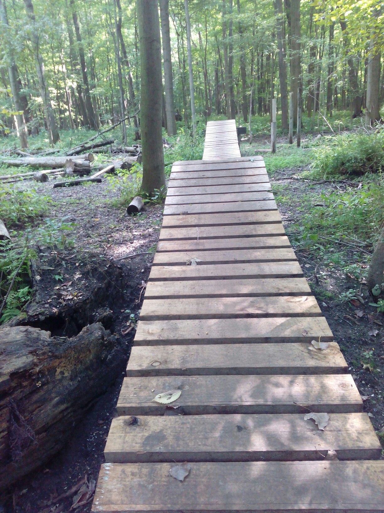 Long wooden ramp extending into a dense, sunlit forest. - Skills course loop from Centerville Cemetery