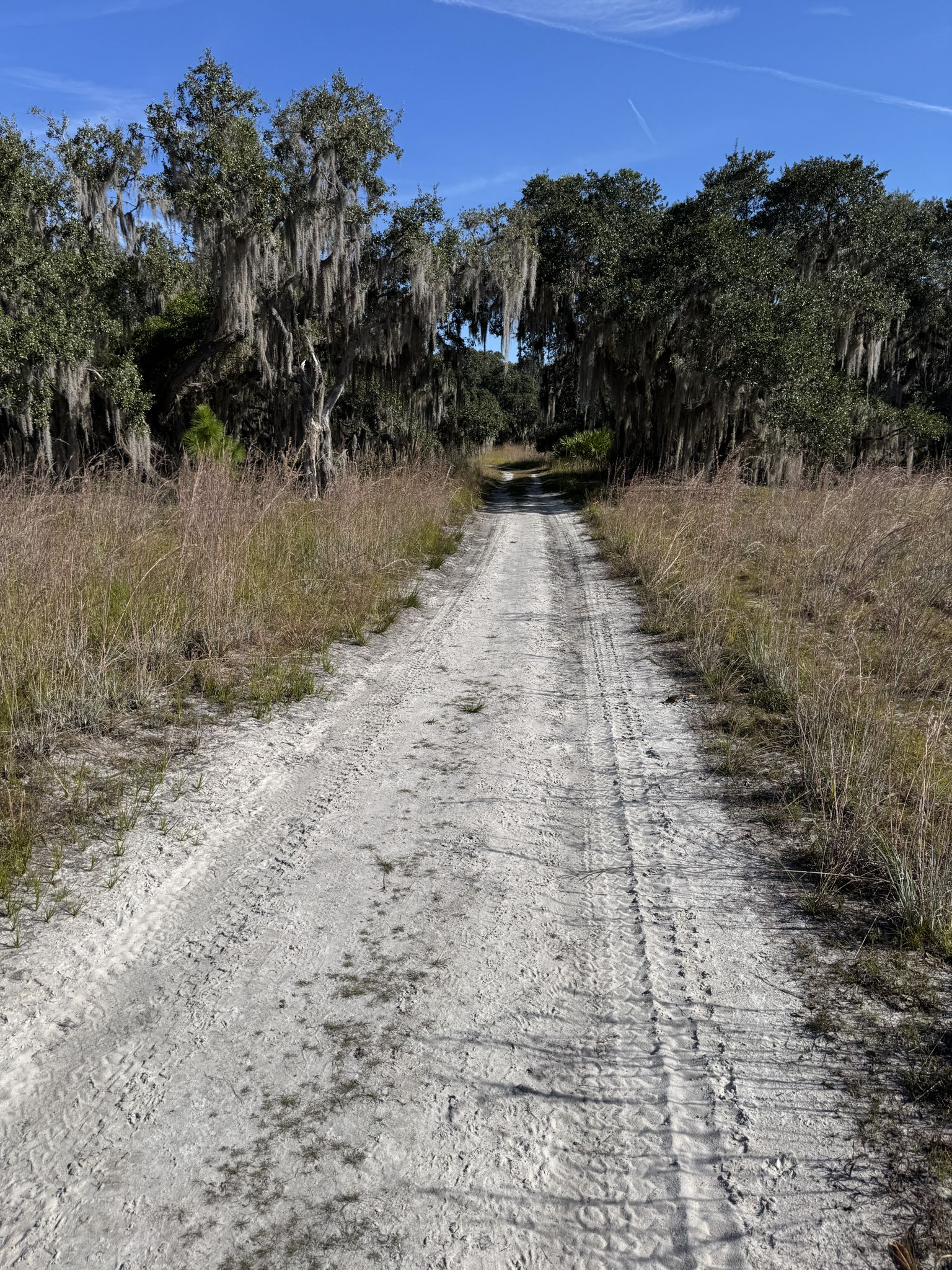 A dirt road stretches through dry grass and moss-draped trees on a sunny day. - Lake Kissimmee State Park loop