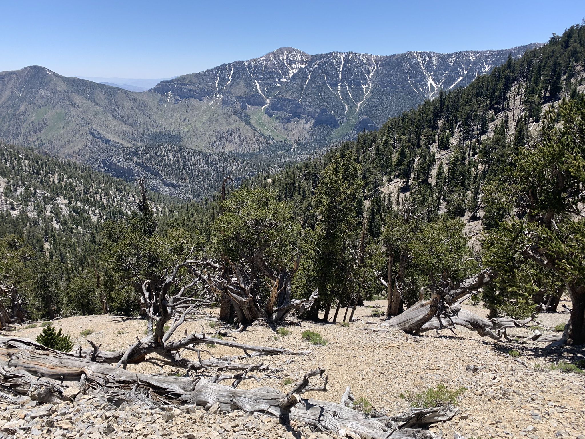 Expansive mountain valley with snow-dusted peaks and ancient pine trees. - Views of the Mummy Toe – Mummy Spring loop from Mount Charleston