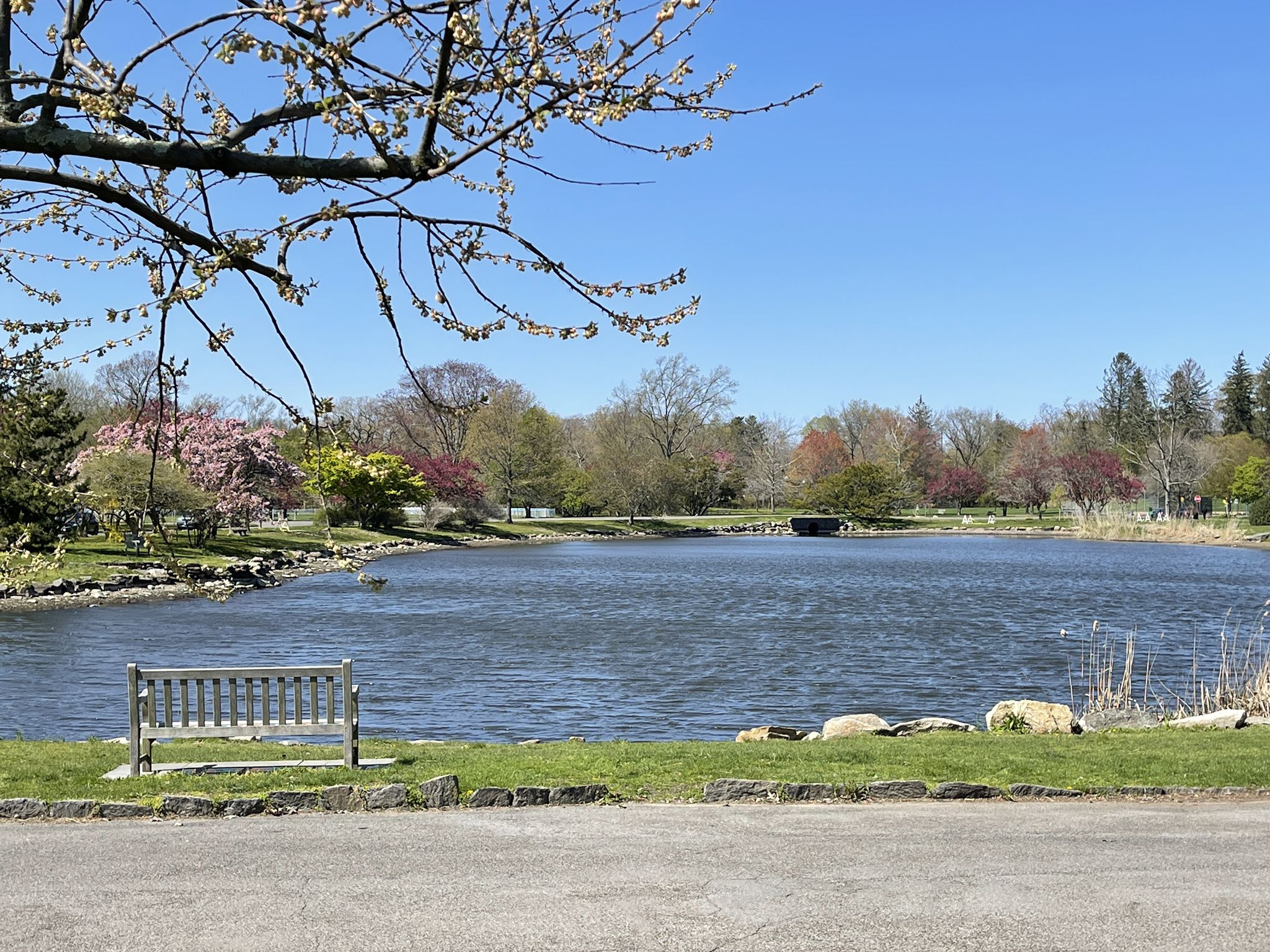 Serene lake with a bench, surrounded by trees under a clear blue sky. - Bruce Park Loop