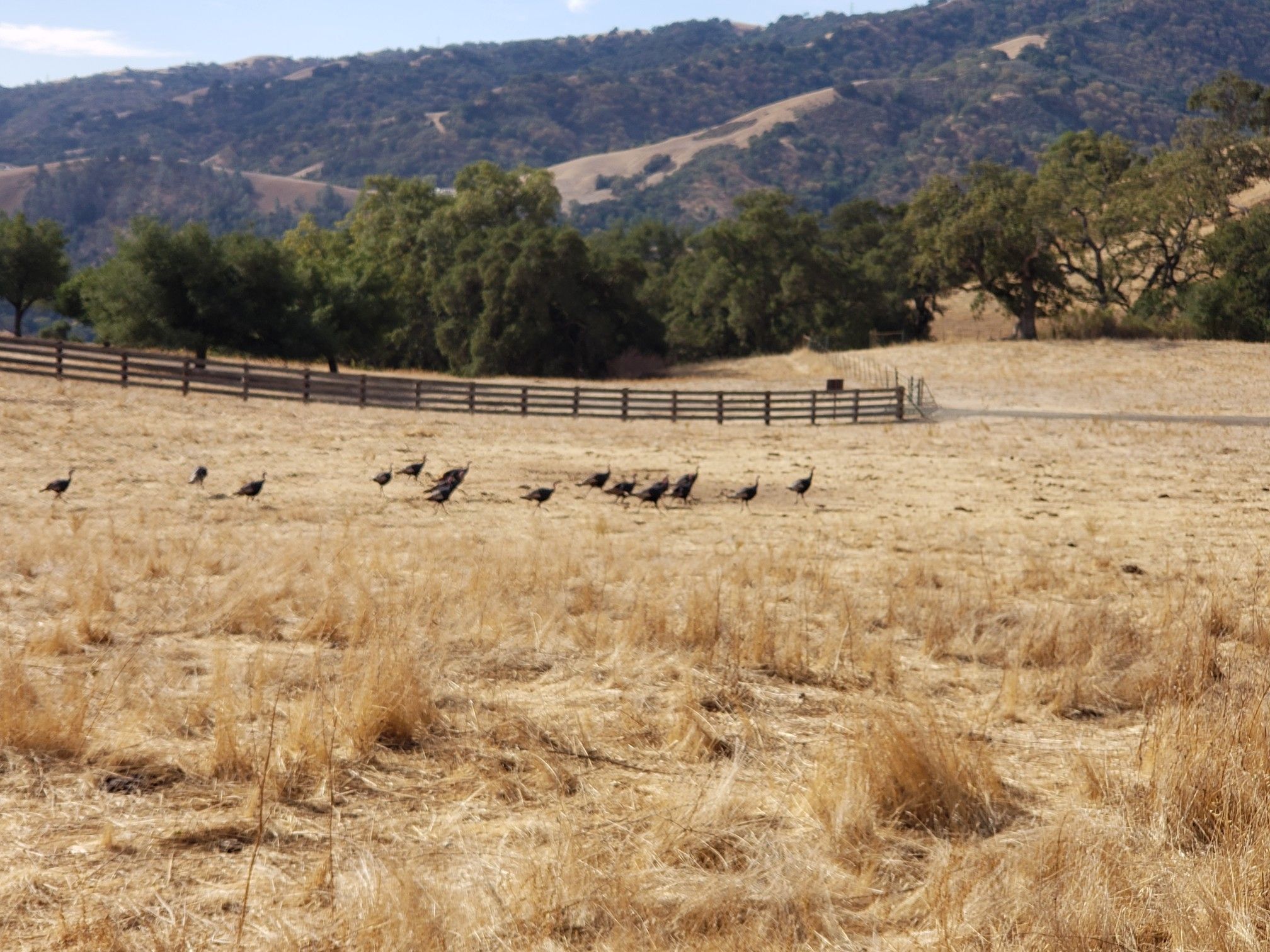 A flock of wild turkeys grazes in a dry golden field near a wooden fence. - Vista Grande Road – Cave Rocks Road loop from Sunol Regional Wilderness