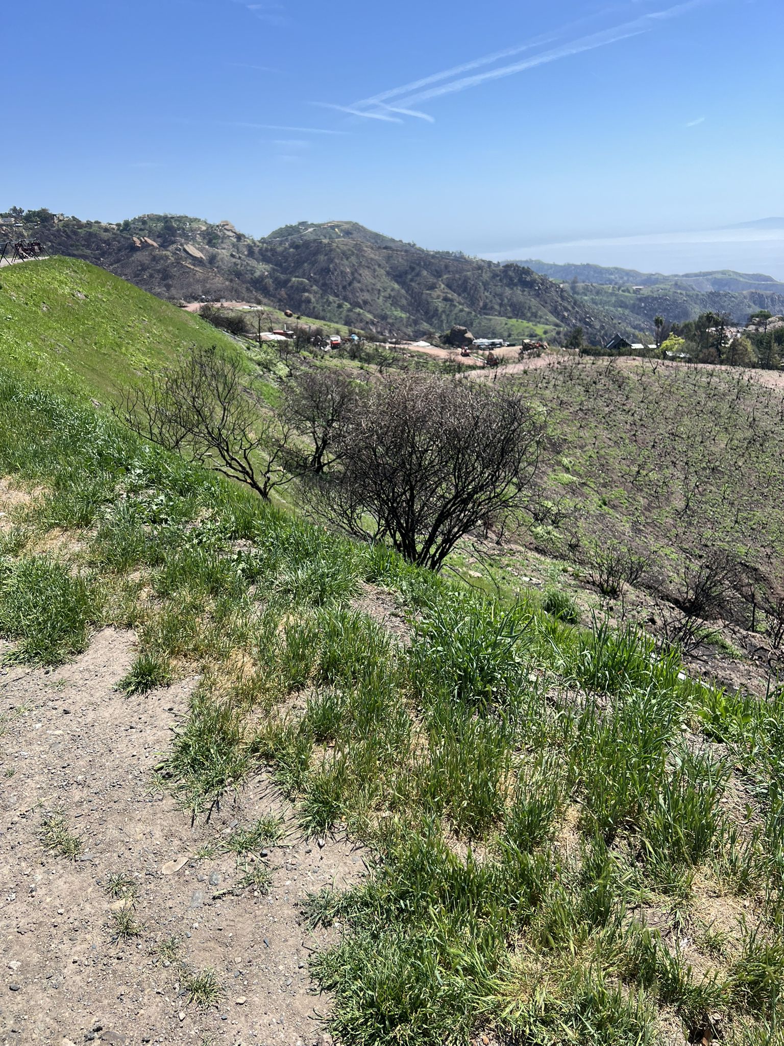 Sunny view of rolling hills with green grass, sparse trees, and distant mountains. - Roadbike loop from Topanga