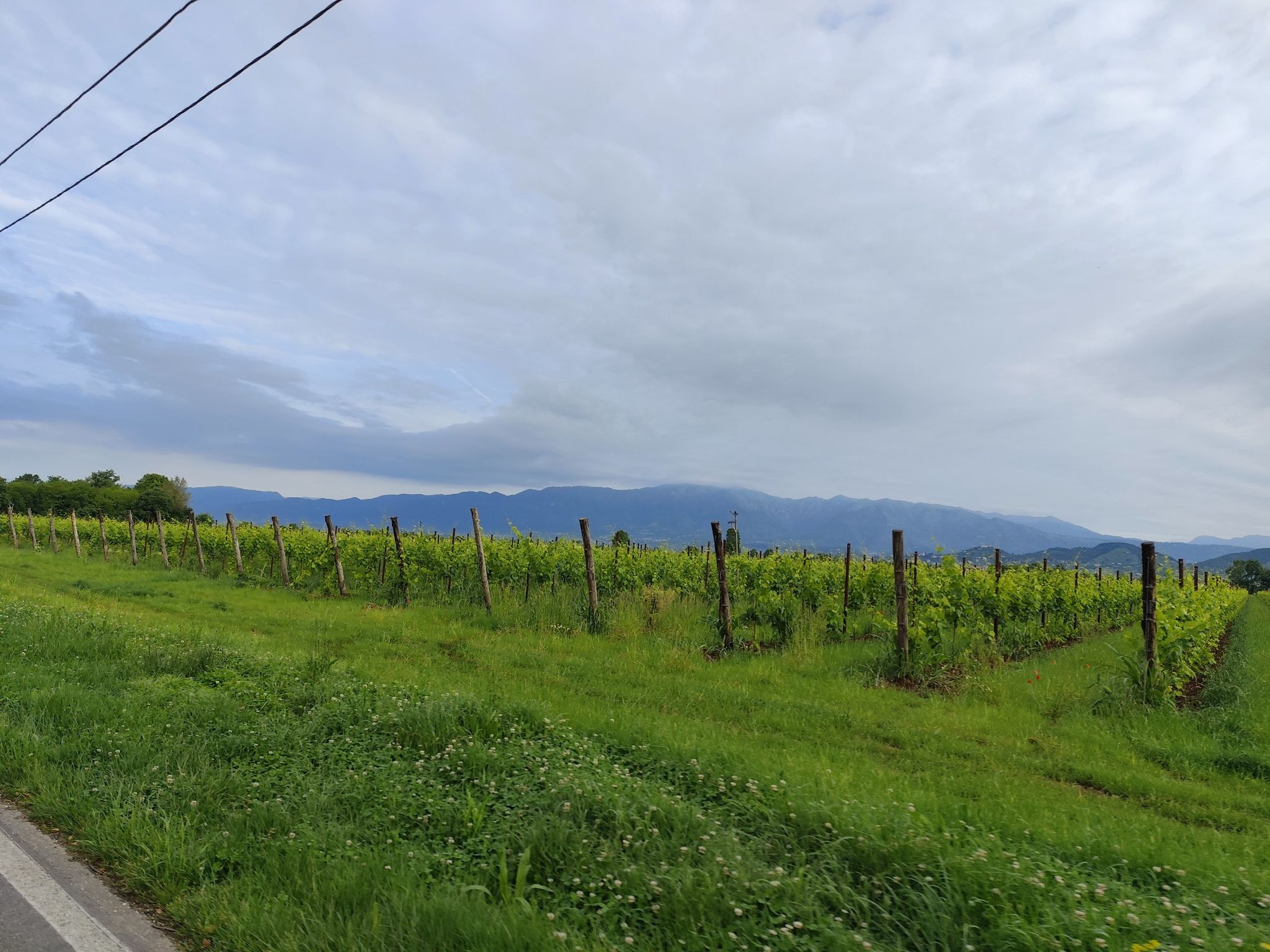 Grappa