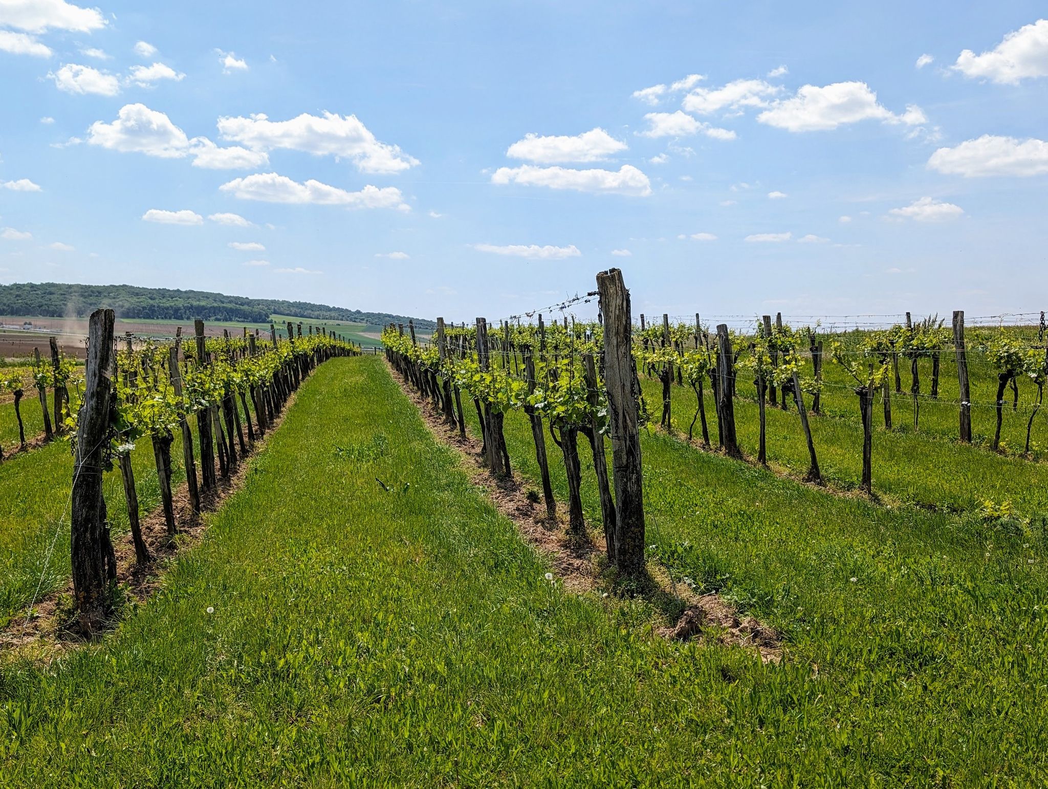 Weinbau