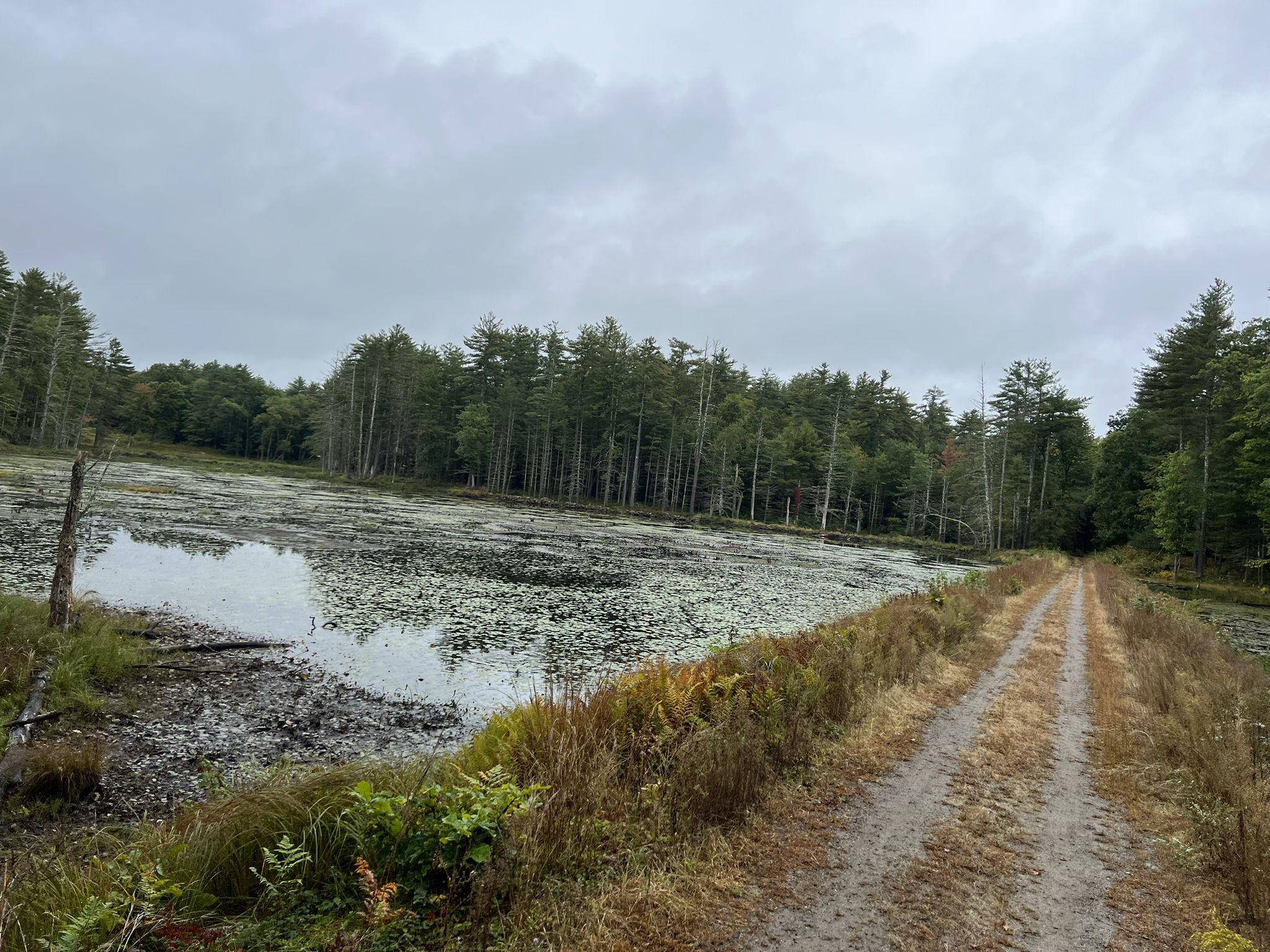 Overcast view of a lily pad covered pond next to a dirt path. - Granite Town and Brookline Rail Trails Loop