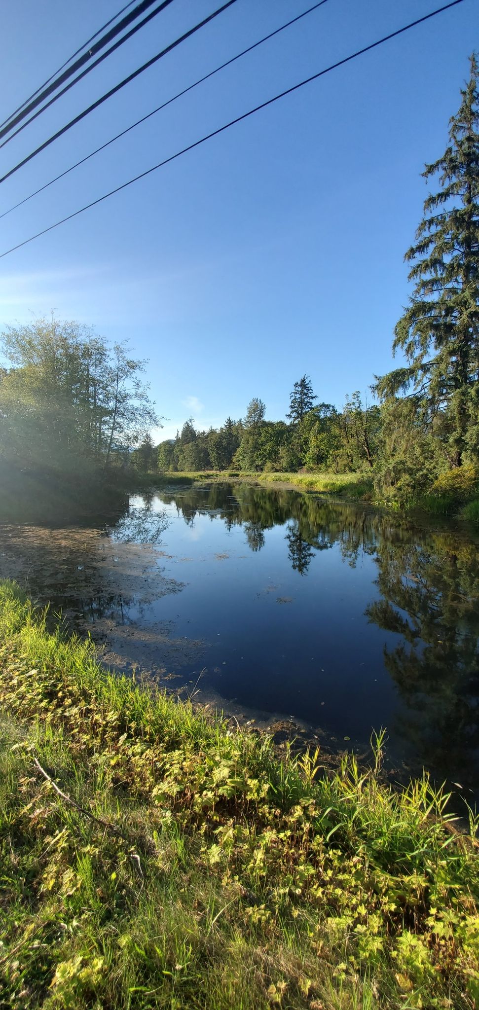 A calm pond reflecting trees under a bright blue sky. - Skagit River loop from Fruitdale Road and Highway 20