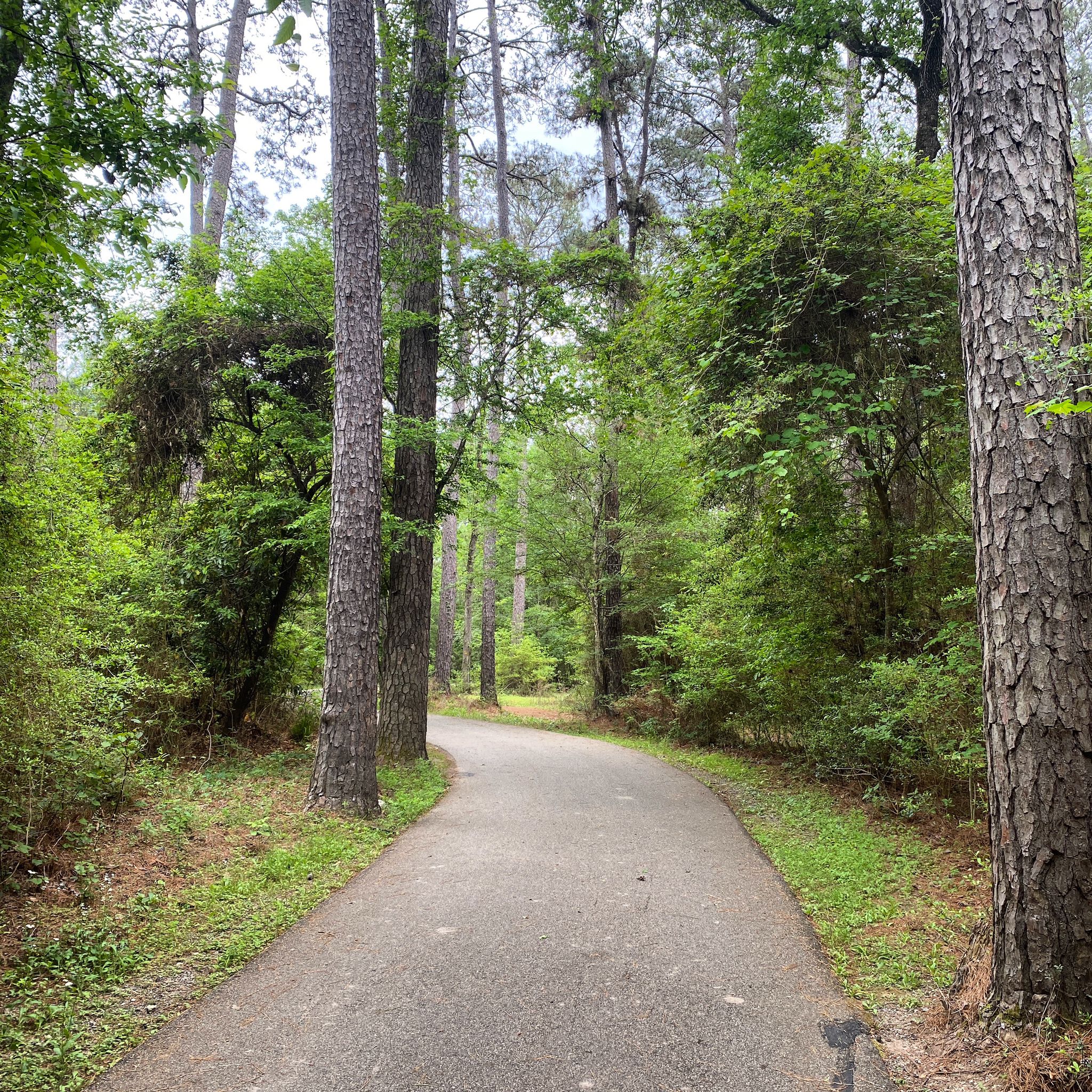 Paved path winding through a tall pine forest with green undergrowth. - Spring Creek Greenway – Spring Creek loop from Spring
