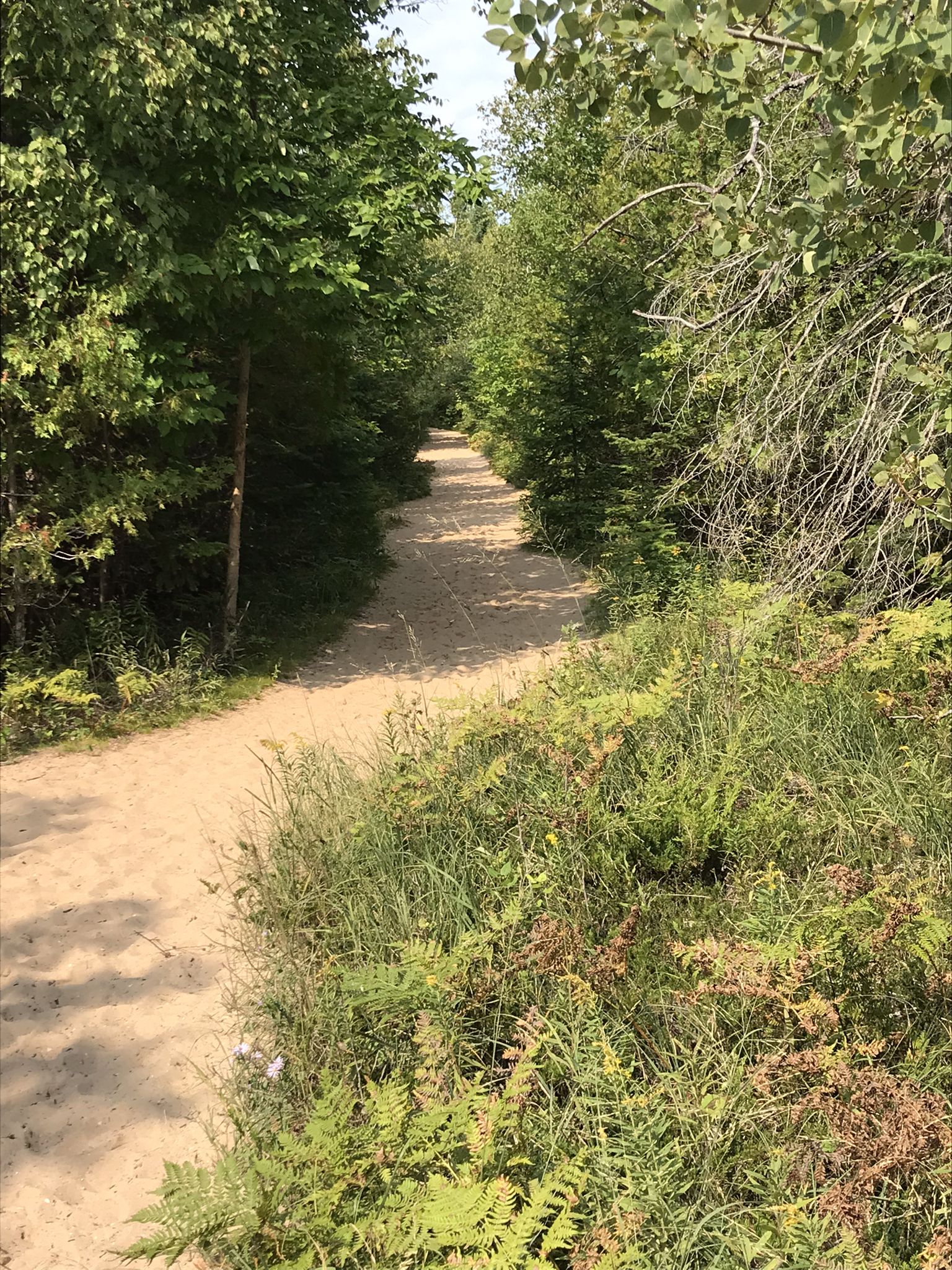 Sunlit sandy path through a lush green forest with ferns and trees. - Sleeping Bear Point Spur Trail