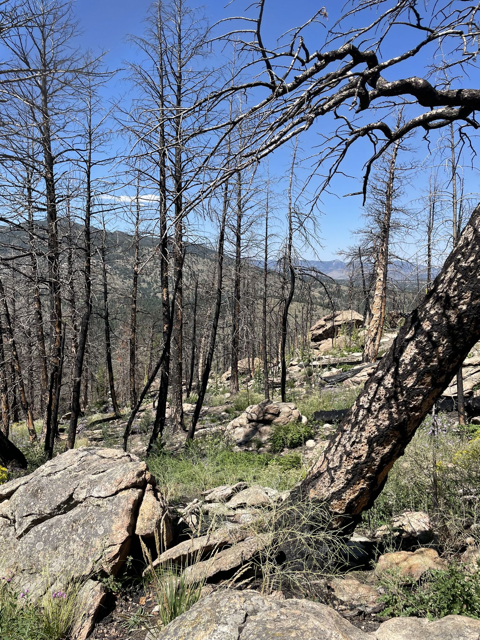 Rocky terrain with numerous burnt trees under a clear blue sky. - Elephant Butte Loop