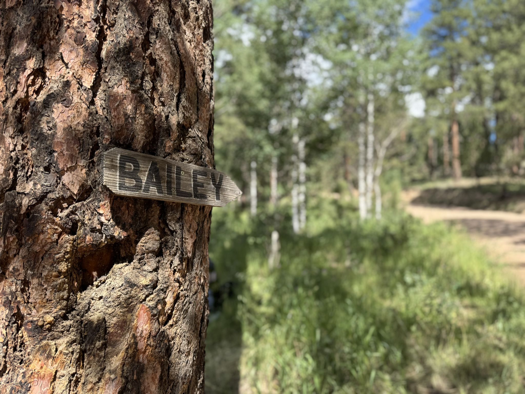 Wooden sign "BAILEY" on a tree trunk in a sunlit forest. - Wellington Lake loop