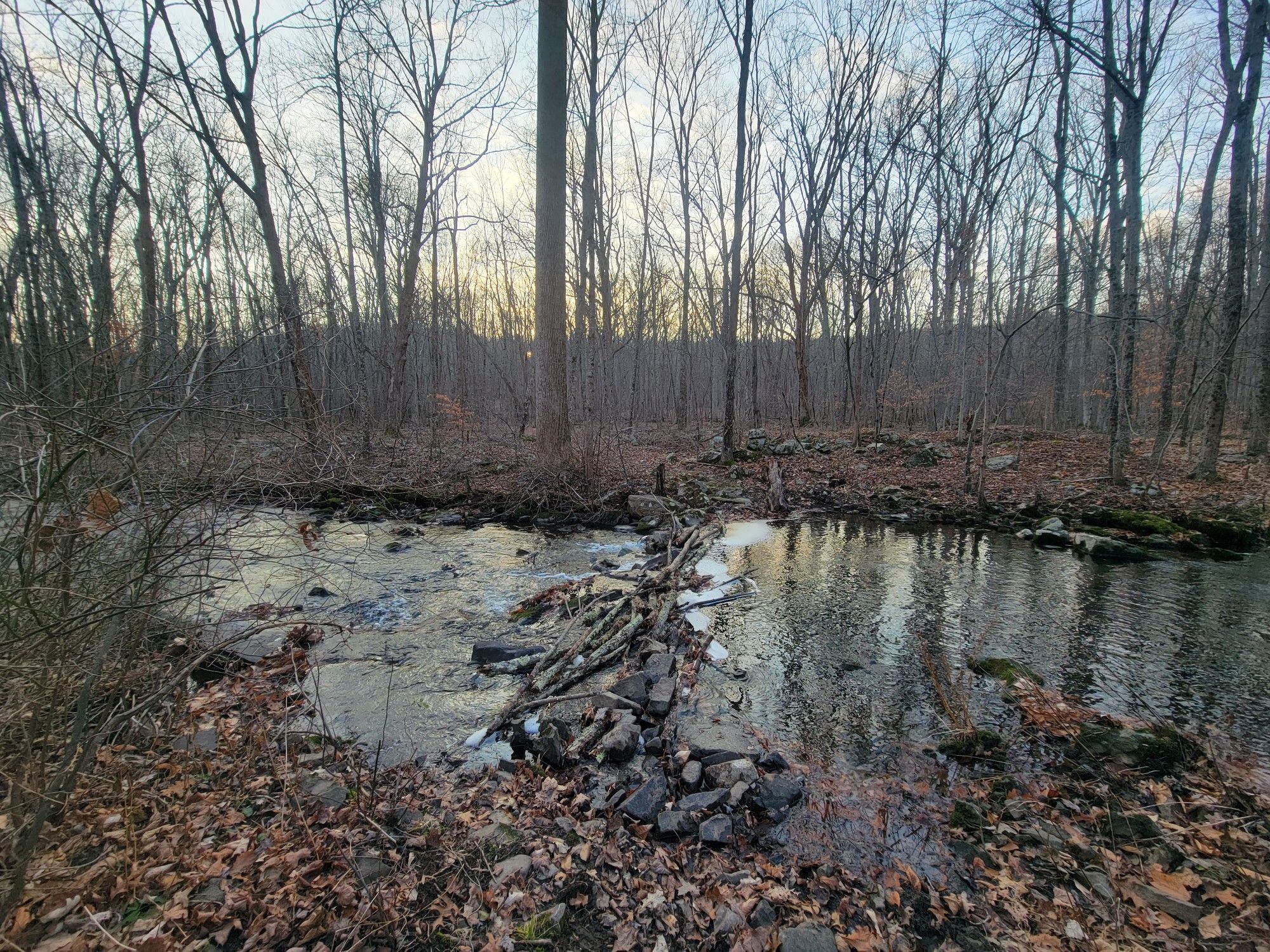 A rocky stream flows through a bare winter forest under an overcast sky. - Camp Orange Loop