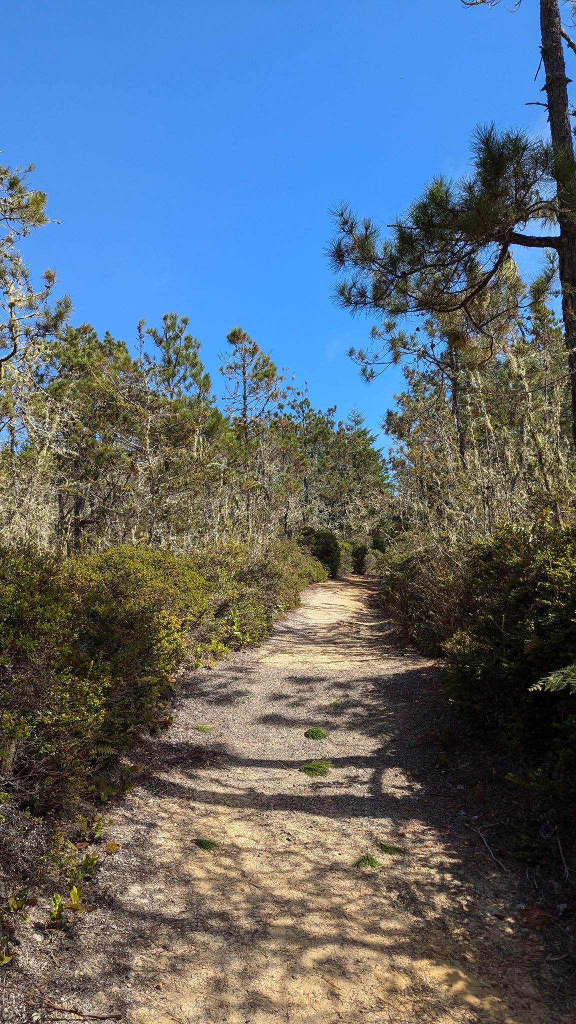 A sandy path winds through a sparse forest under a clear blue sky. - Pygmy Forest Trail
